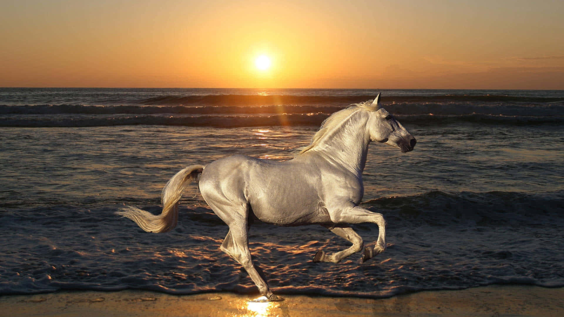 Hermoso caballo en la orilla del mar Fondos de pantalla