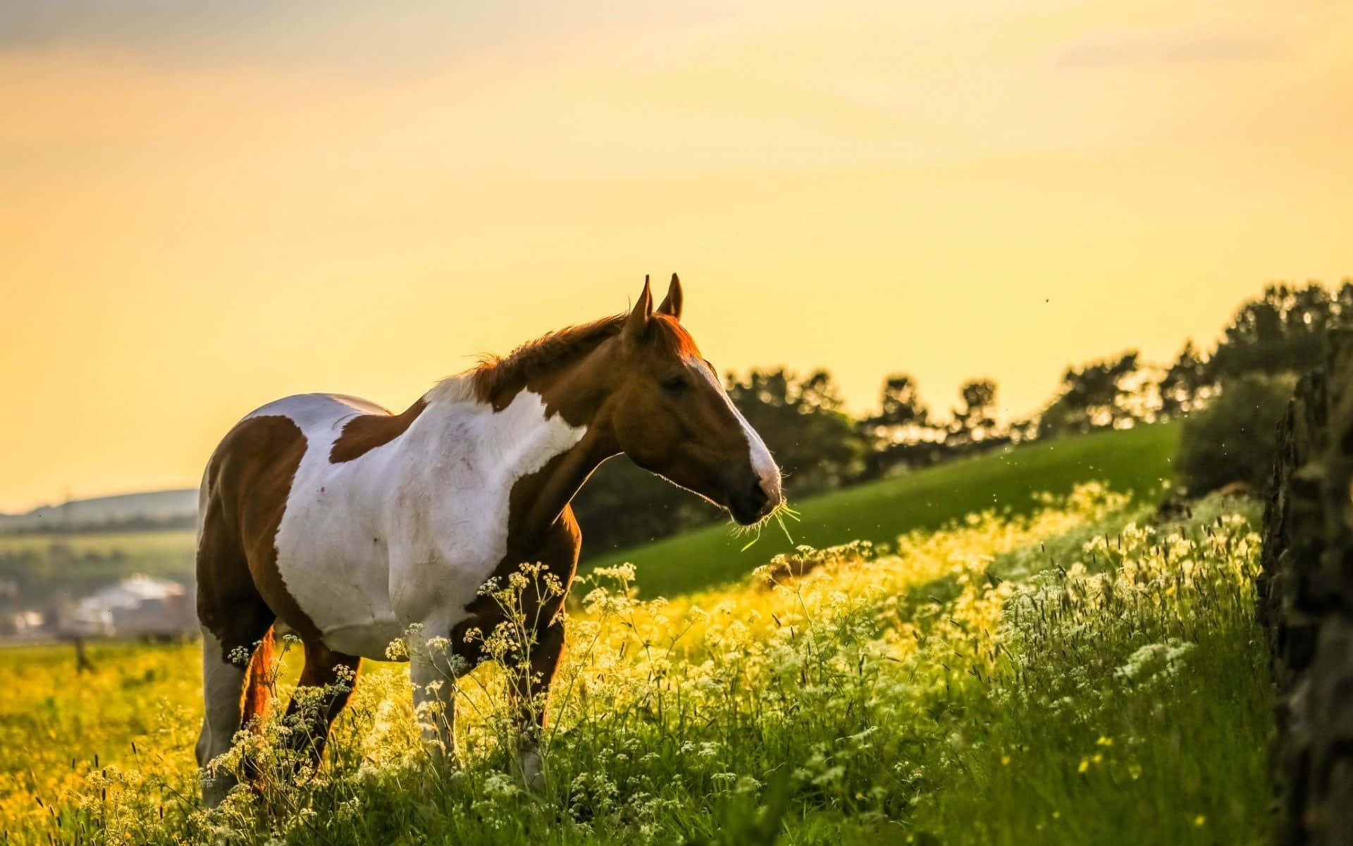 Hermoso caballo en el campo de flores silvestres Fondos de pantalla