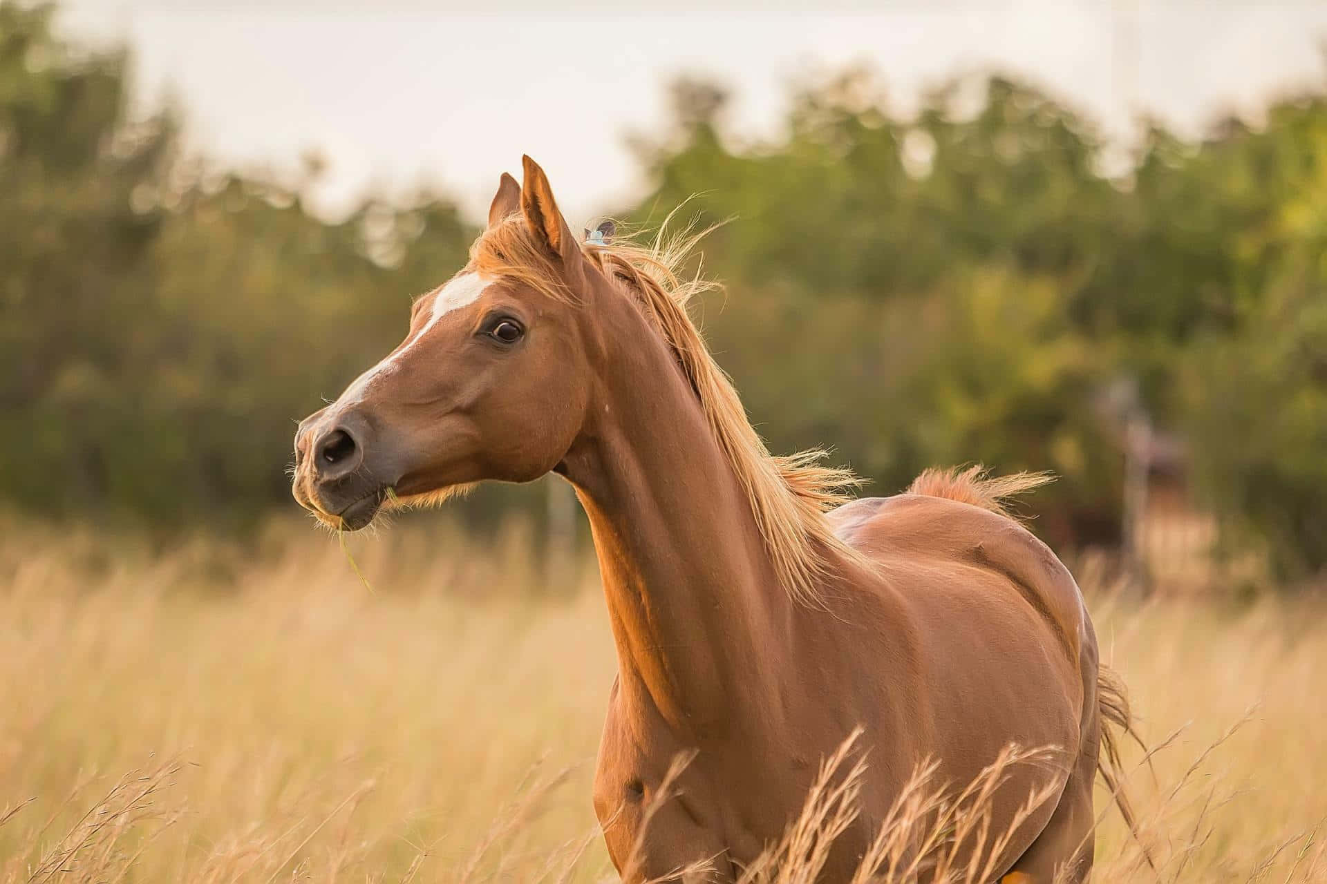 Hermoso caballo castaño y blanco galopando por un campo nevado Fondos de pantalla