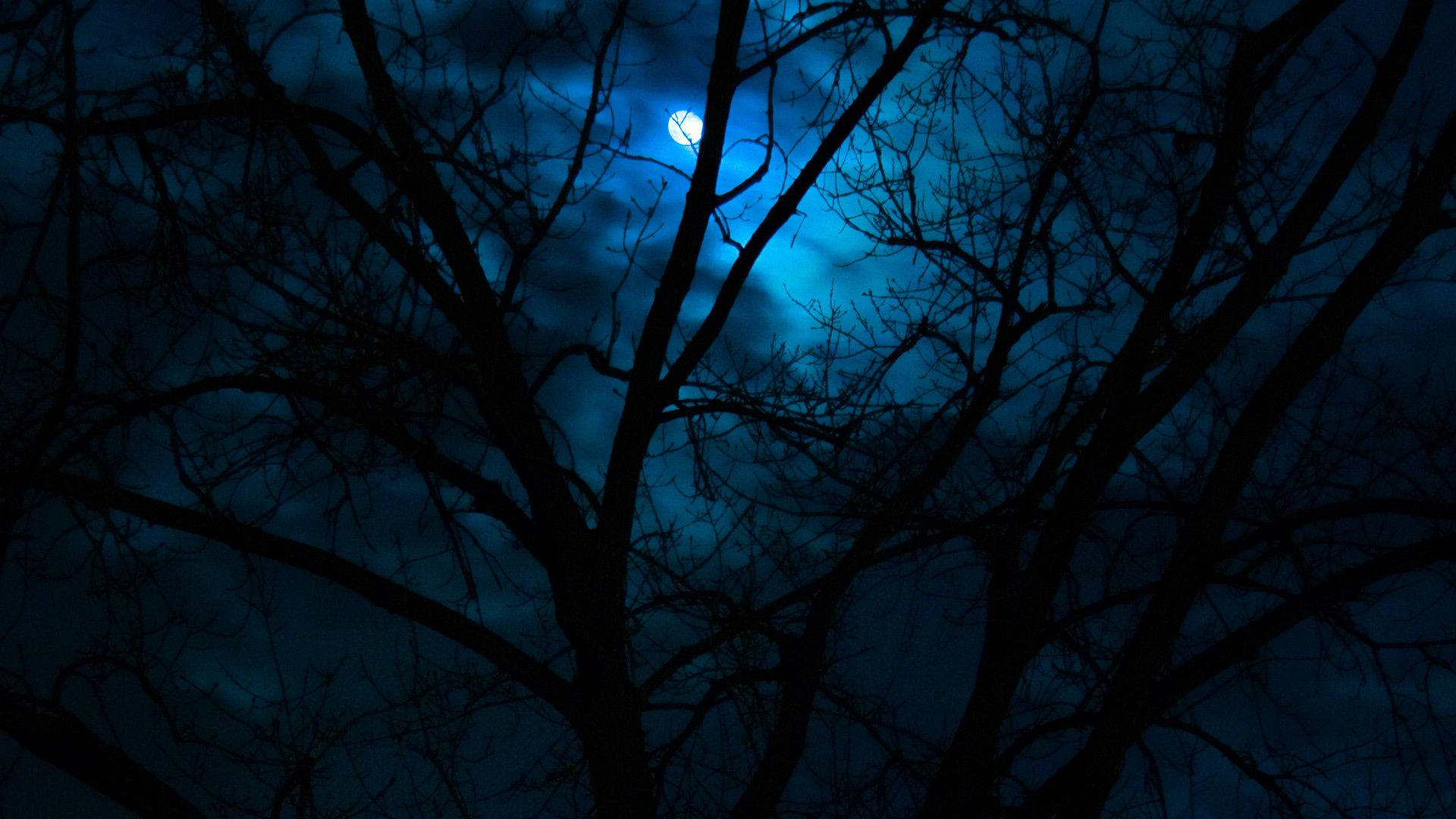Hermoso cielo oscuro con silueta de árbol Fondos de pantalla