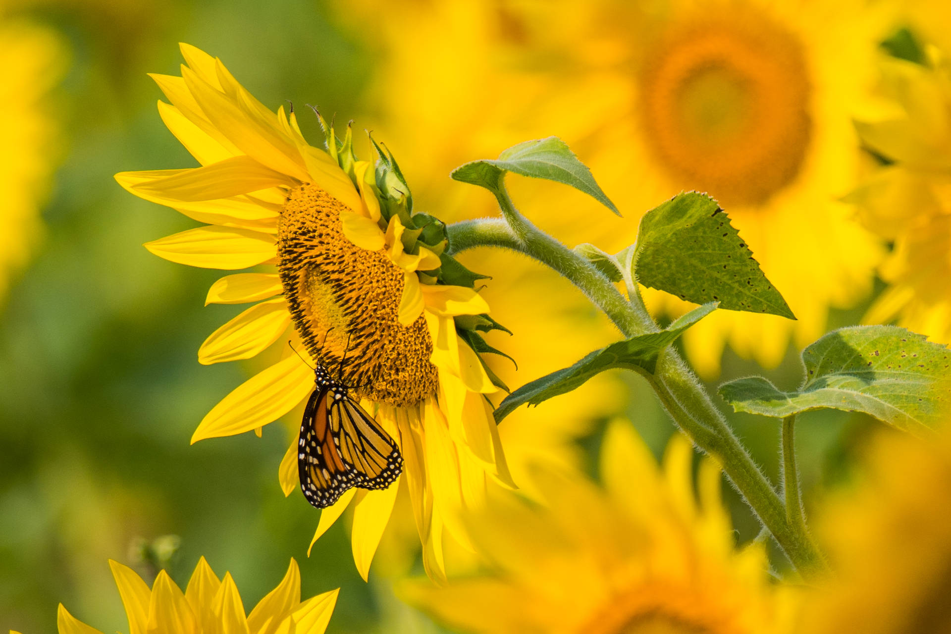 Pequeña mariposa marrón en el centro de un brillante girasol amarillo.