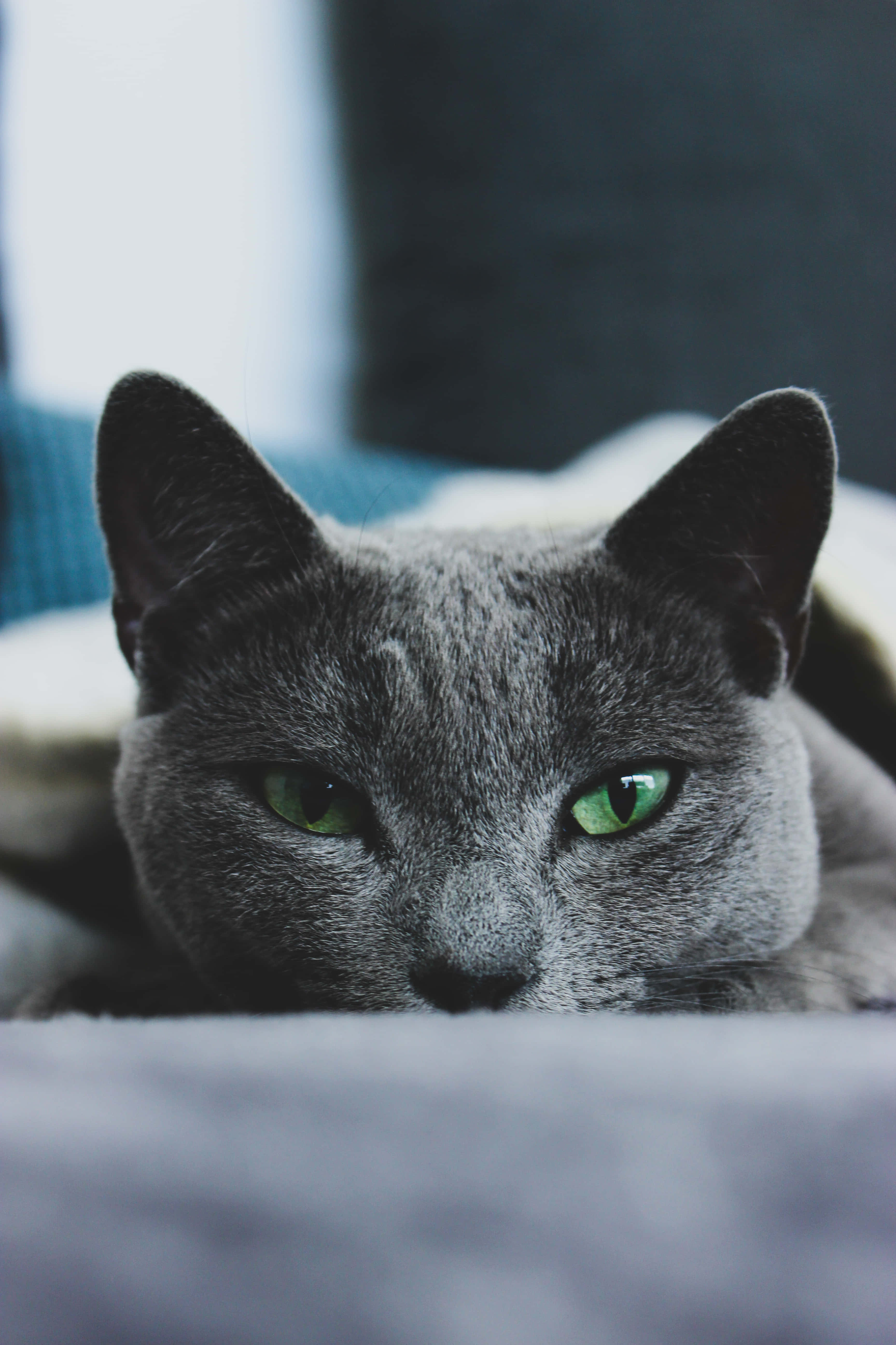 Hermoso gato azul ruso sentado junto a un plato de comida Fondos de pantalla