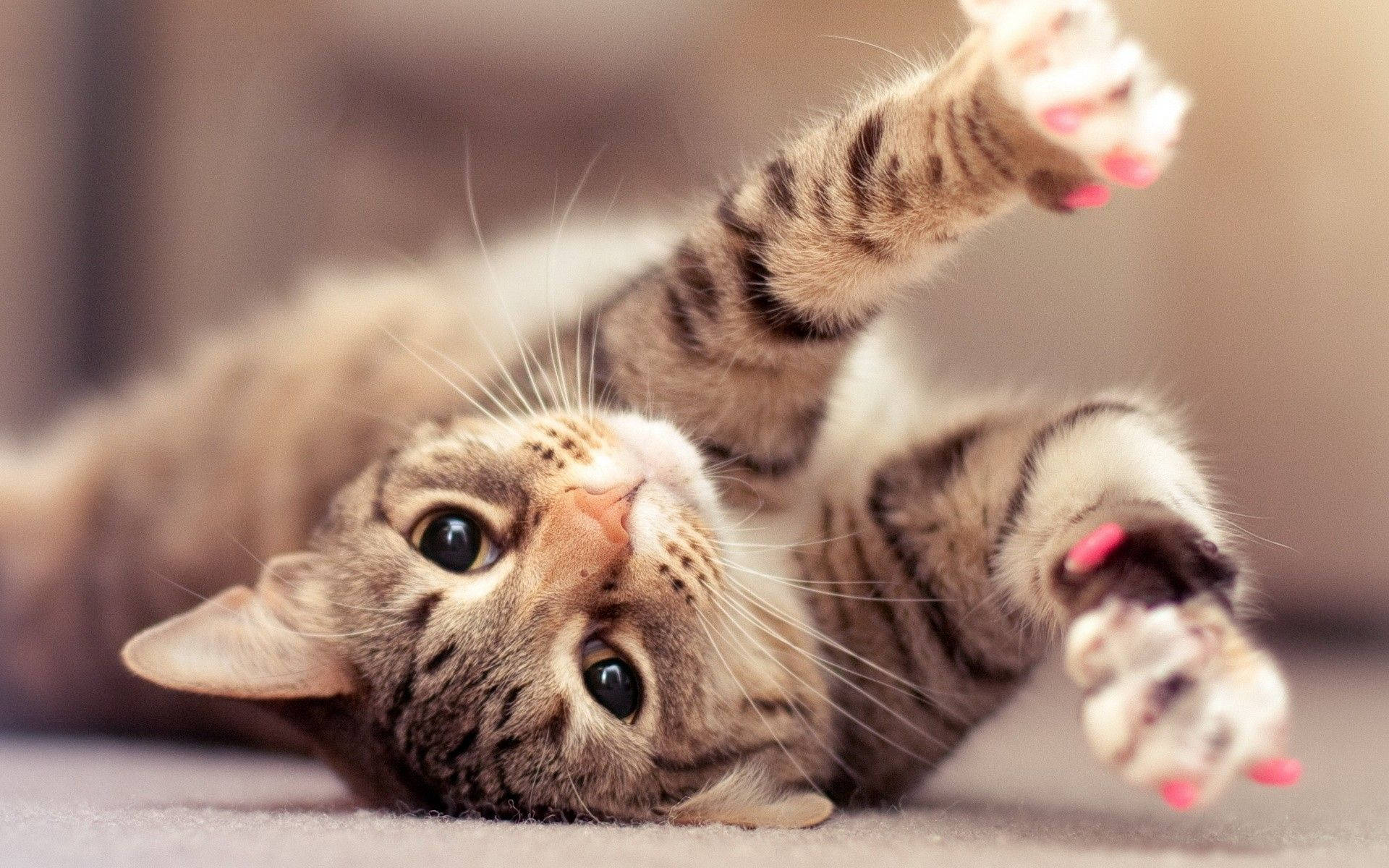 Hermoso gato con garras rosadas Fondos de pantalla