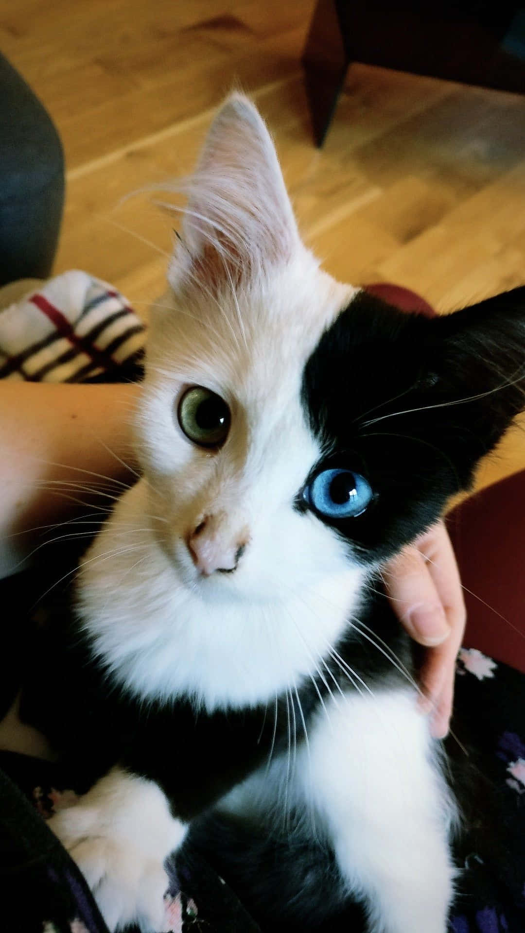 Hermoso gato con ojos verdes y azules Fondos de pantalla