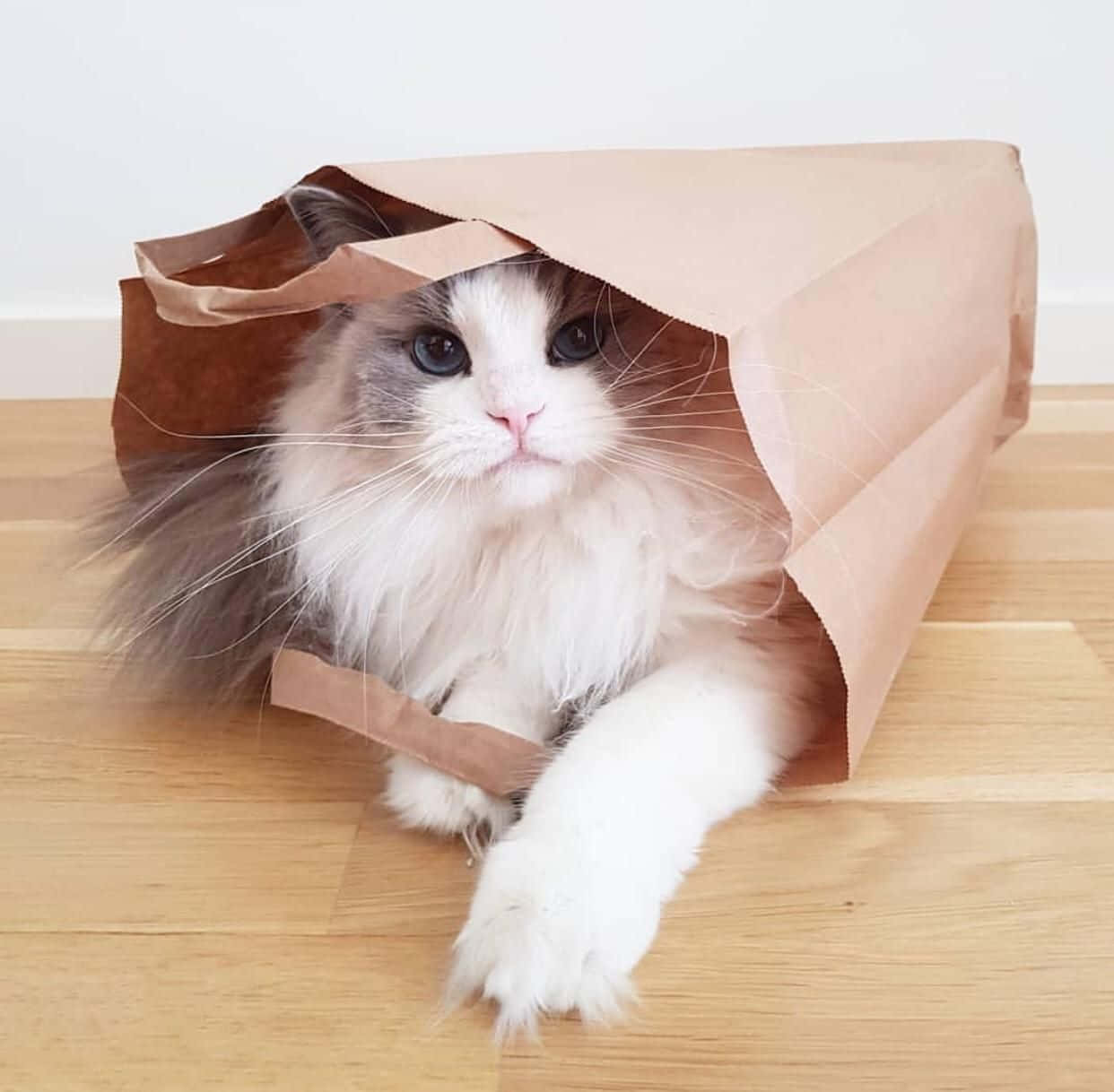 Hermoso gato dentro de una bolsa de papel Fondos de pantalla