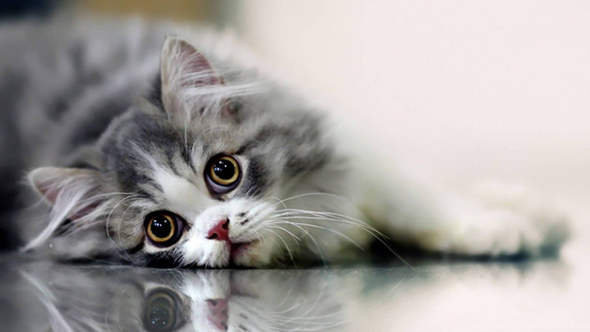 Hermoso gato en piso brillante Fondos de pantalla