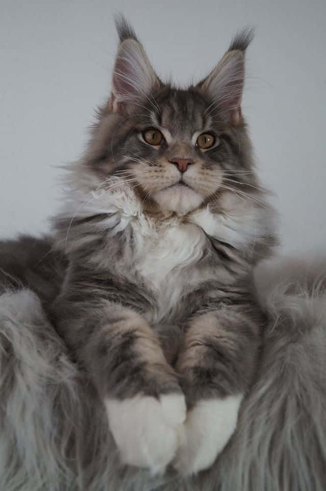 Hermoso gato Maine Coon sentado Fondos de pantalla