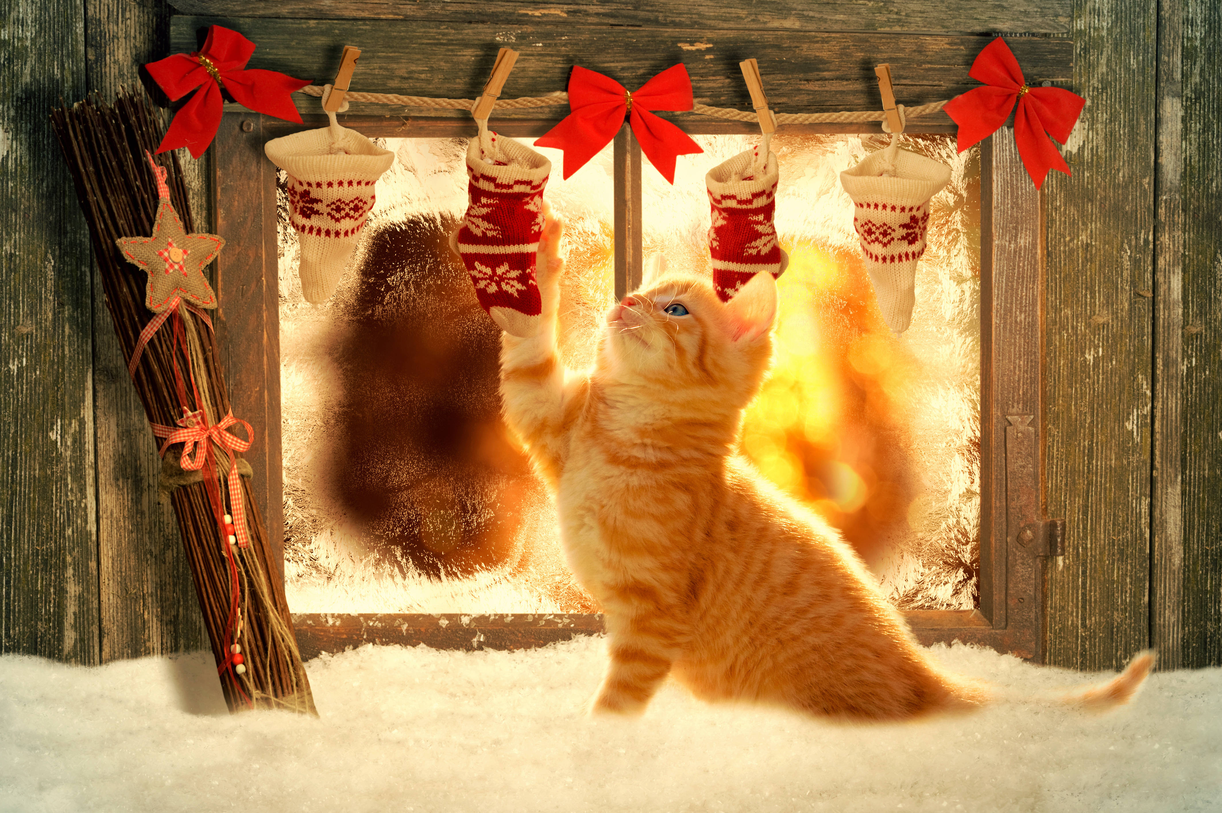Hermoso Gato Navideño con Calcetín Fondos de pantalla