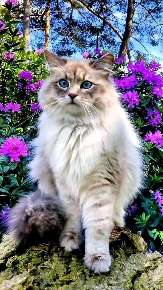 Hermoso gato sobre flores moradas Fondos de pantalla