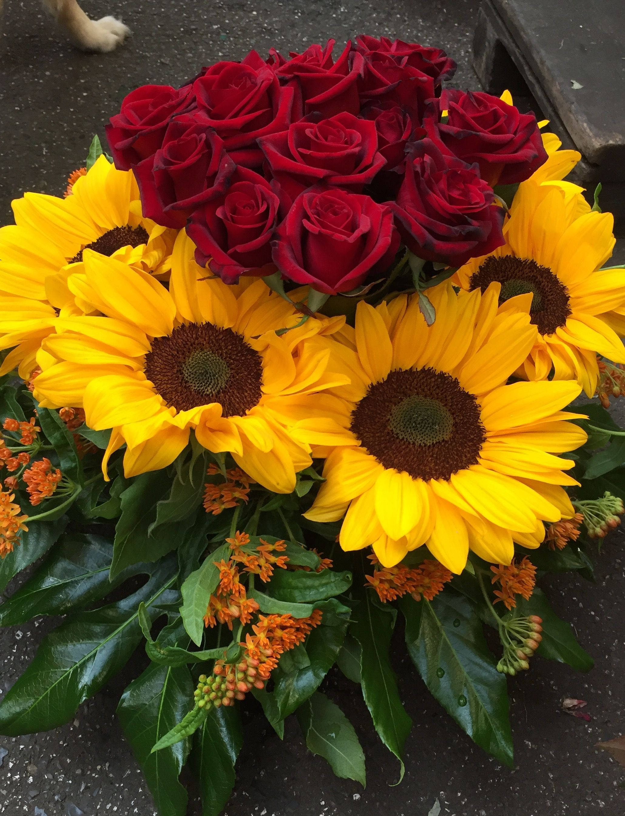 Hermoso Girasol y Rosas Flores Fondos de pantalla