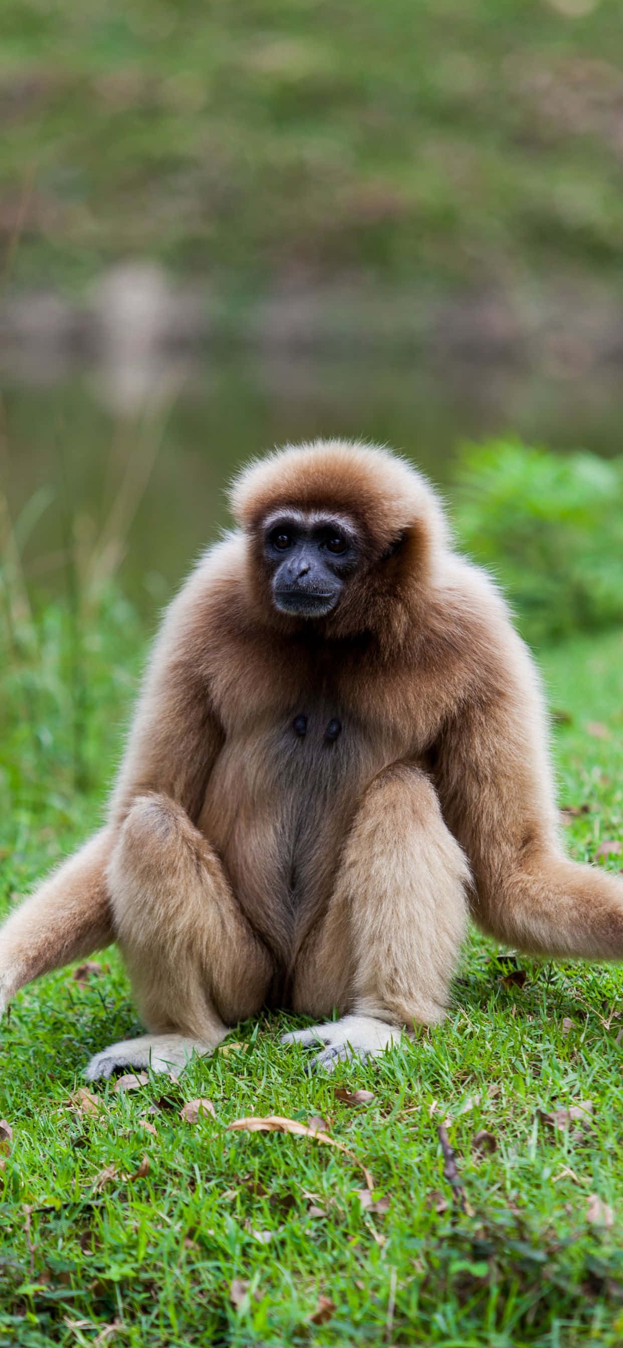 Hermoso iPhone XS Max Gibbon en su hábitat natural Fondos de pantalla