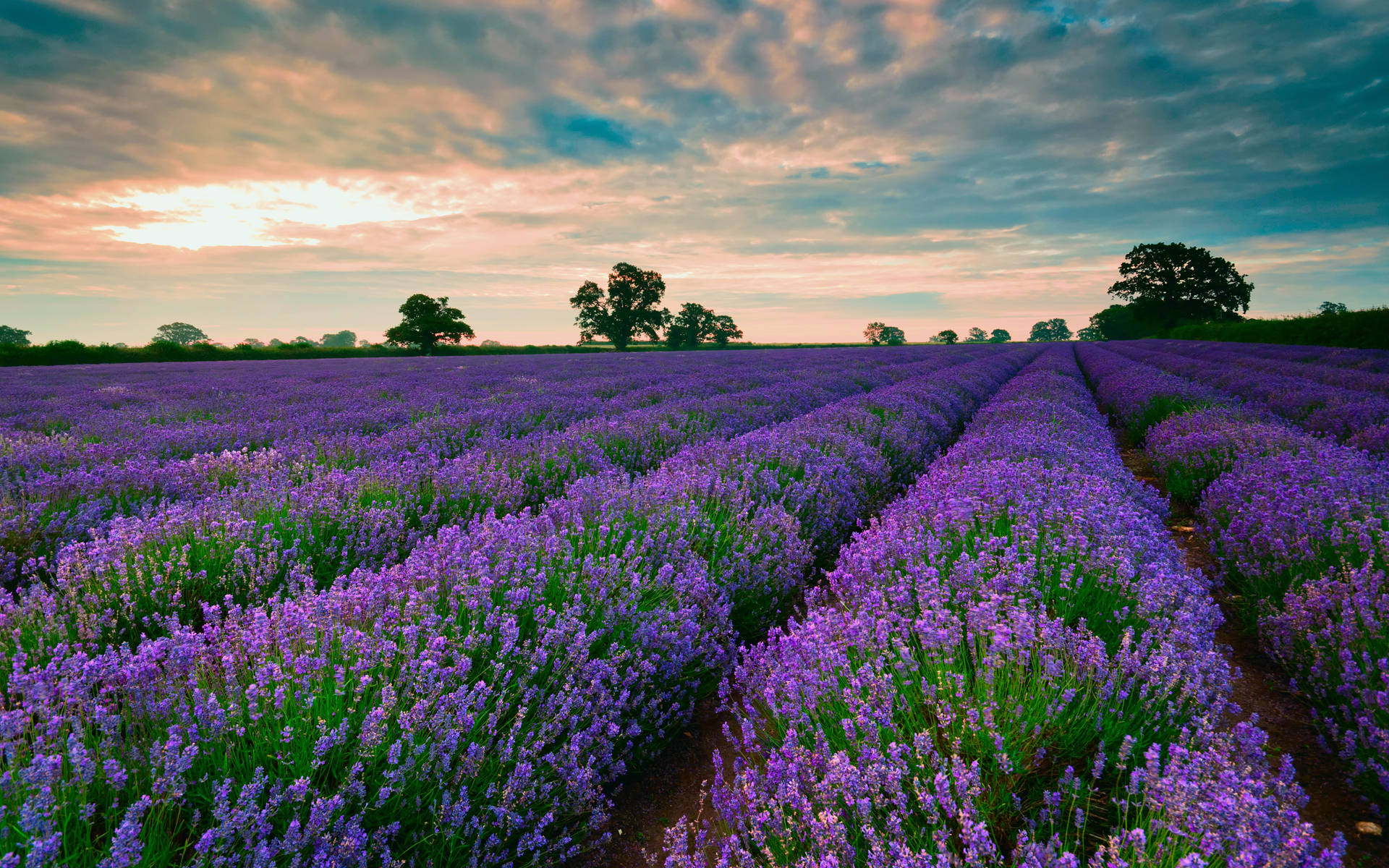 Hermoso Paisaje de Lavanda para Escritorio Fondos de pantalla