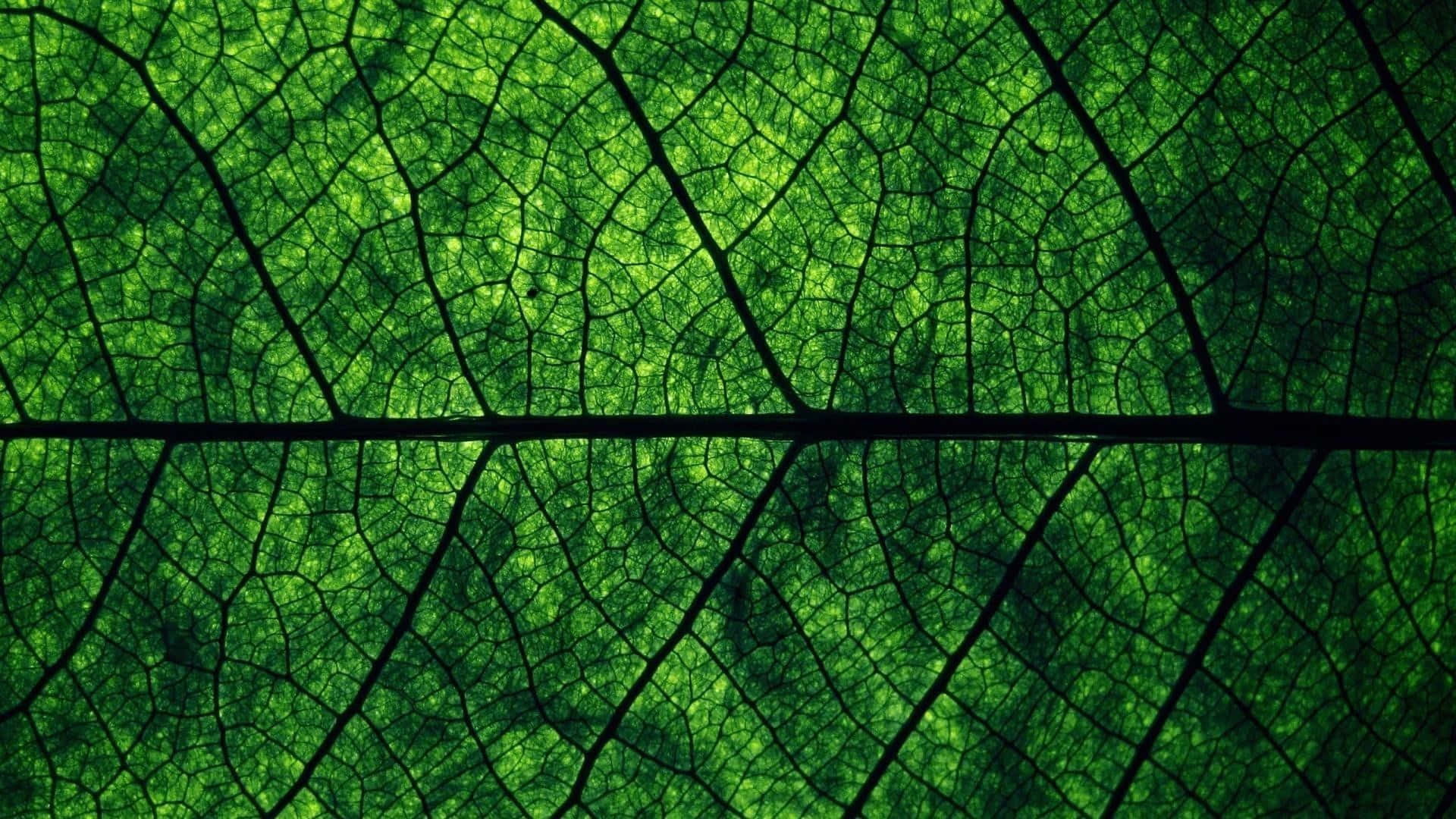 Hermoso patrón de fondo verde oscuro Fondos de pantalla