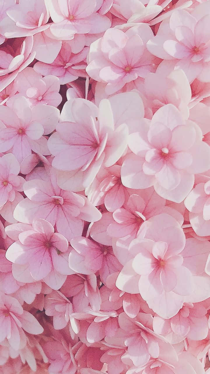 Hermoso patrón de flores rosas sobre fondo blanco Fondos de pantalla