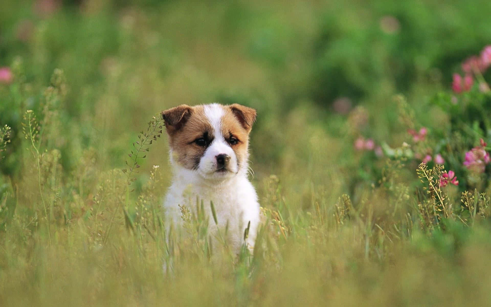 Hermoso Perro en Pasto Alto Fondos de pantalla