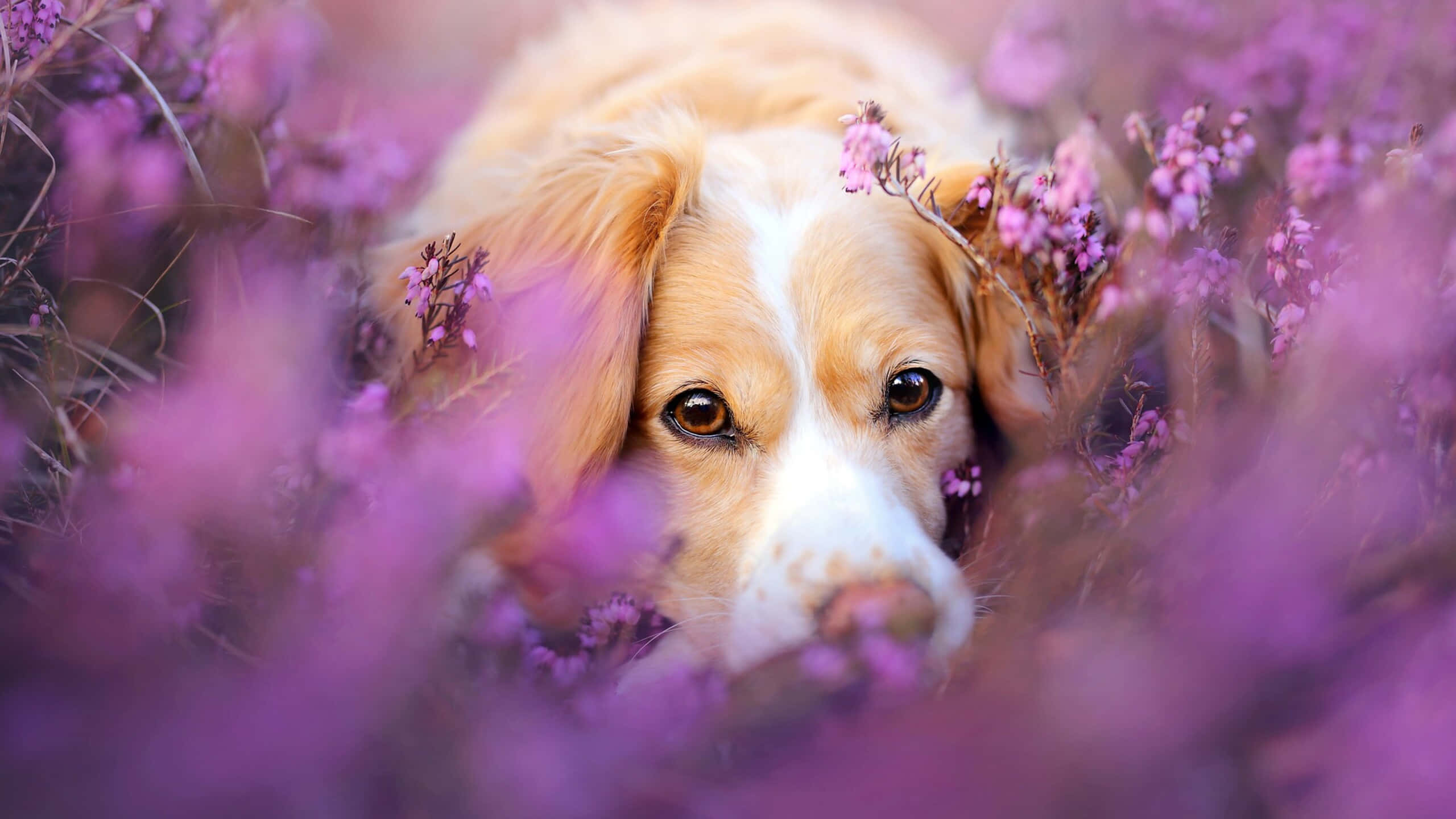 Hermoso Perro y Flores de Lavanda Fondos de pantalla