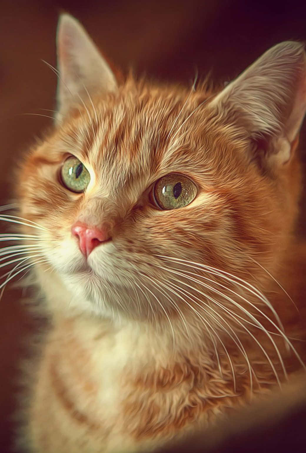 Hermoso retrato de gato Fondos de pantalla