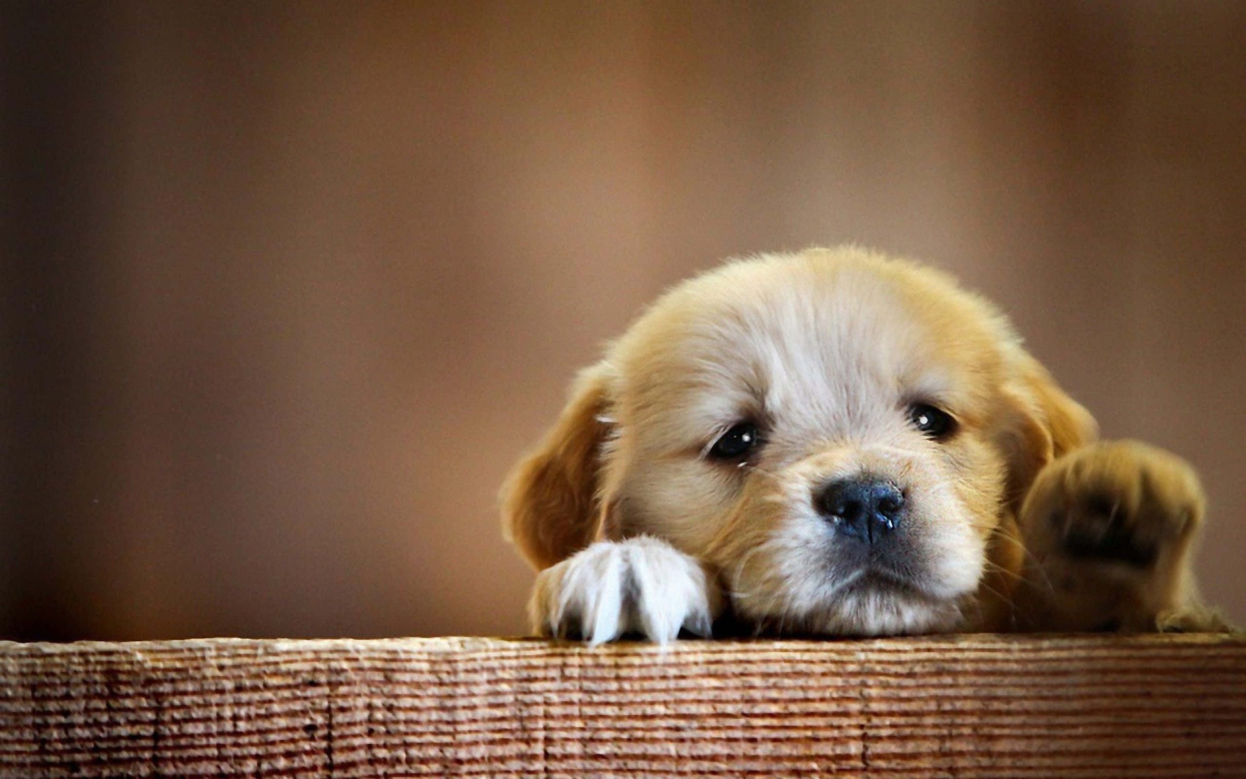Hermoso rostro de cachorro Fondos de pantalla