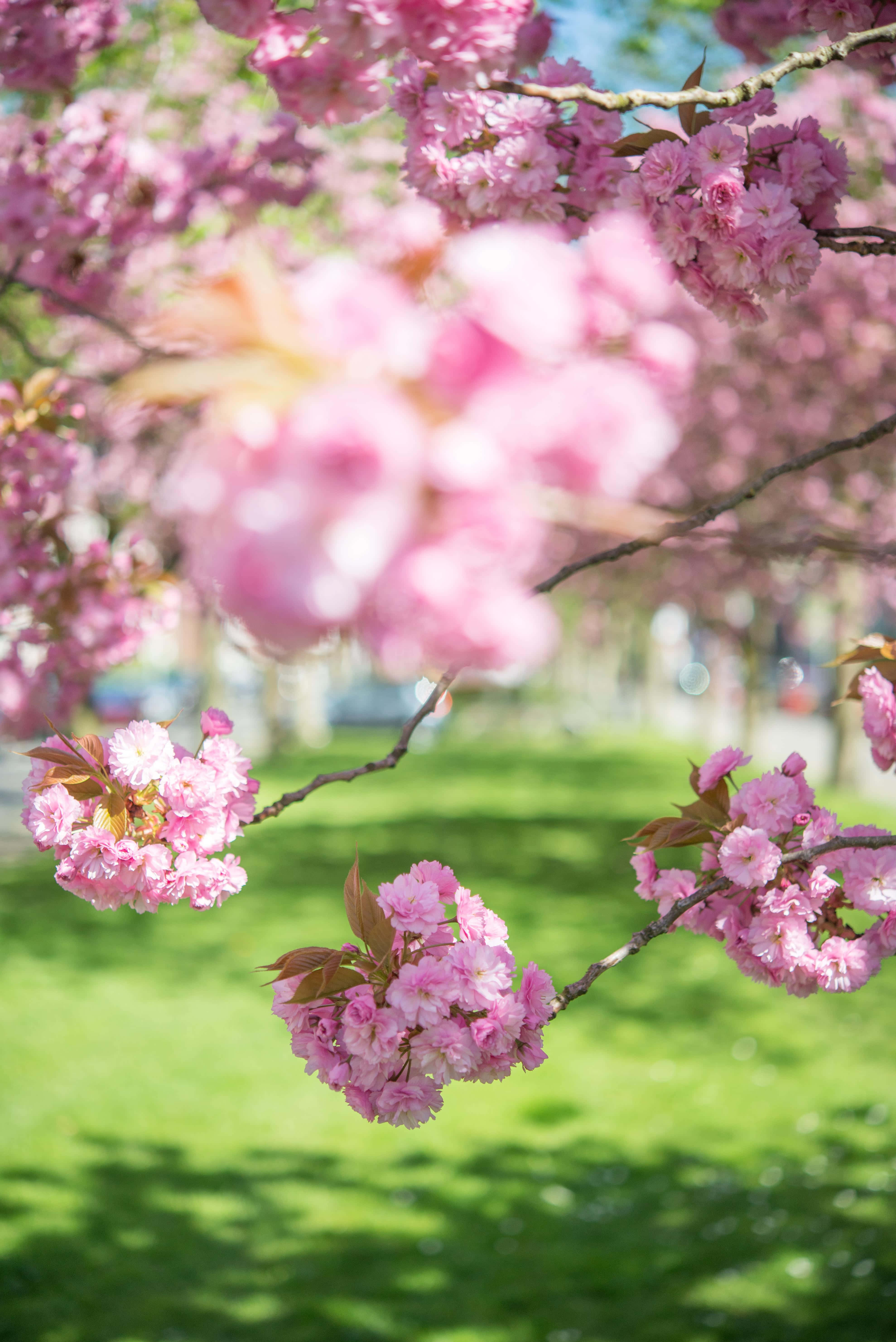 Hermosos Árboles en Flor en Primavera Fondos de pantalla