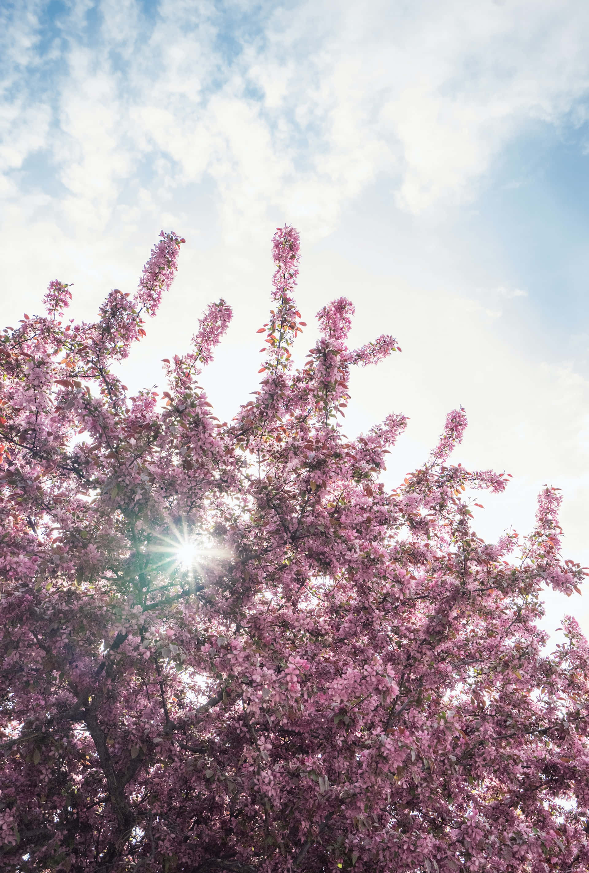 Hermosos Árboles Floreciendo en Primavera Fondos de pantalla