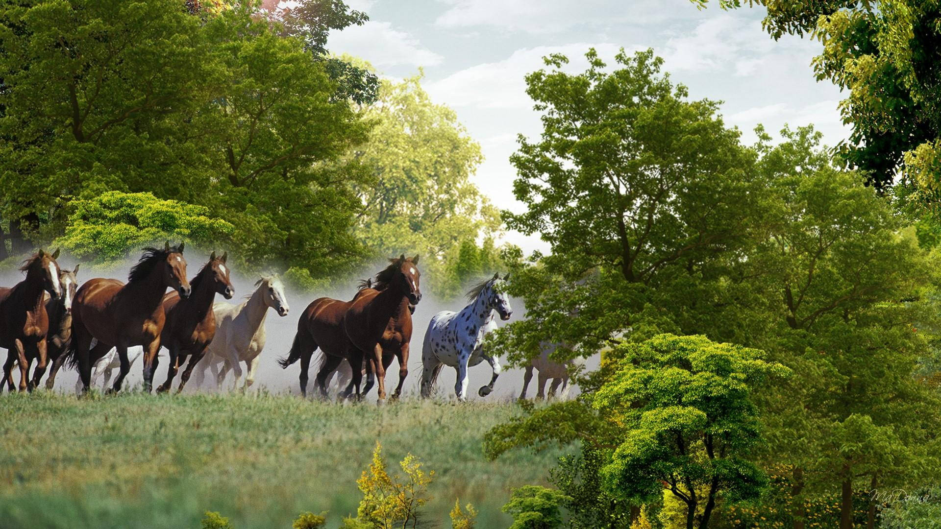 Hermosos Caballos Corriendo en Libertad Fondos de pantalla