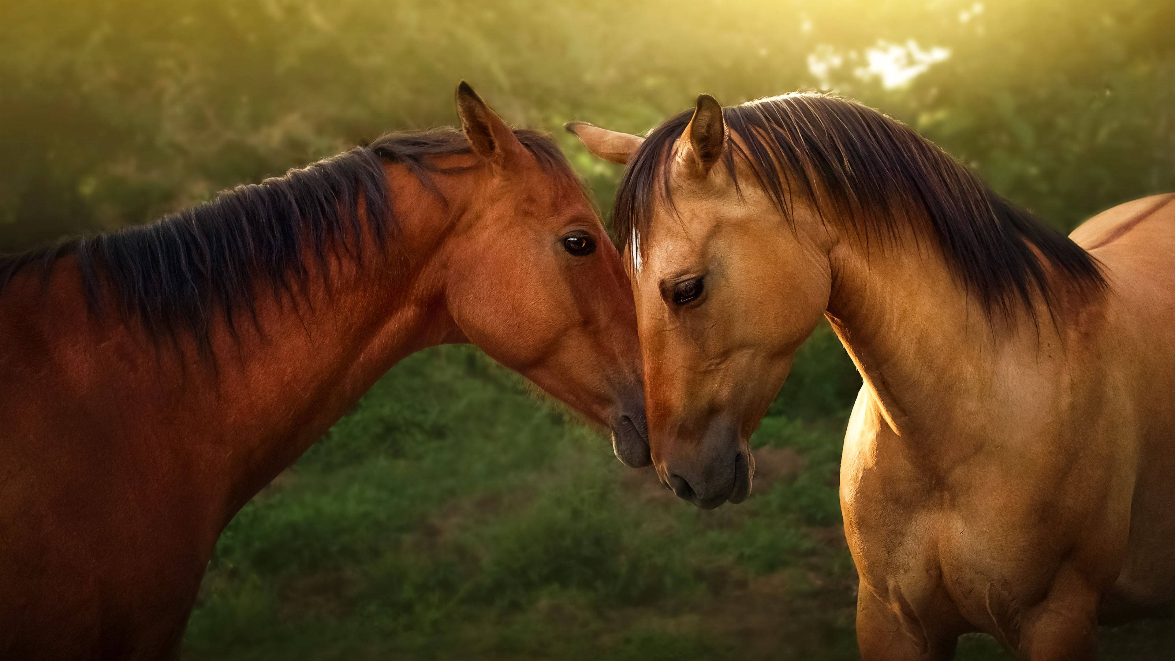 Hermosos Caballos con Cabezas Juntas Fondos de pantalla