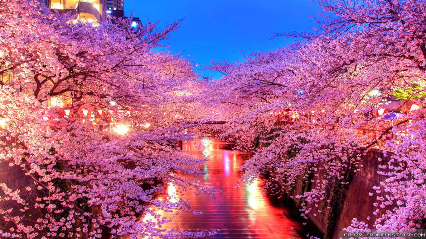 Hermosos cerezos en flor en Japón durante la primavera Fondos de pantalla