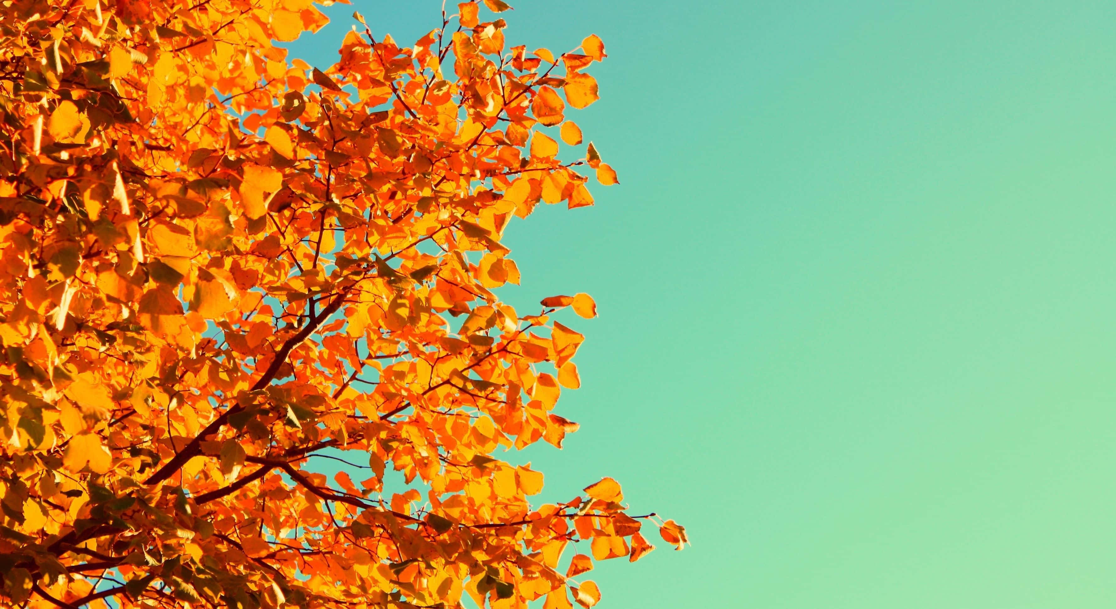 "Hermosos Colores de Otoño" Fondos de pantalla
