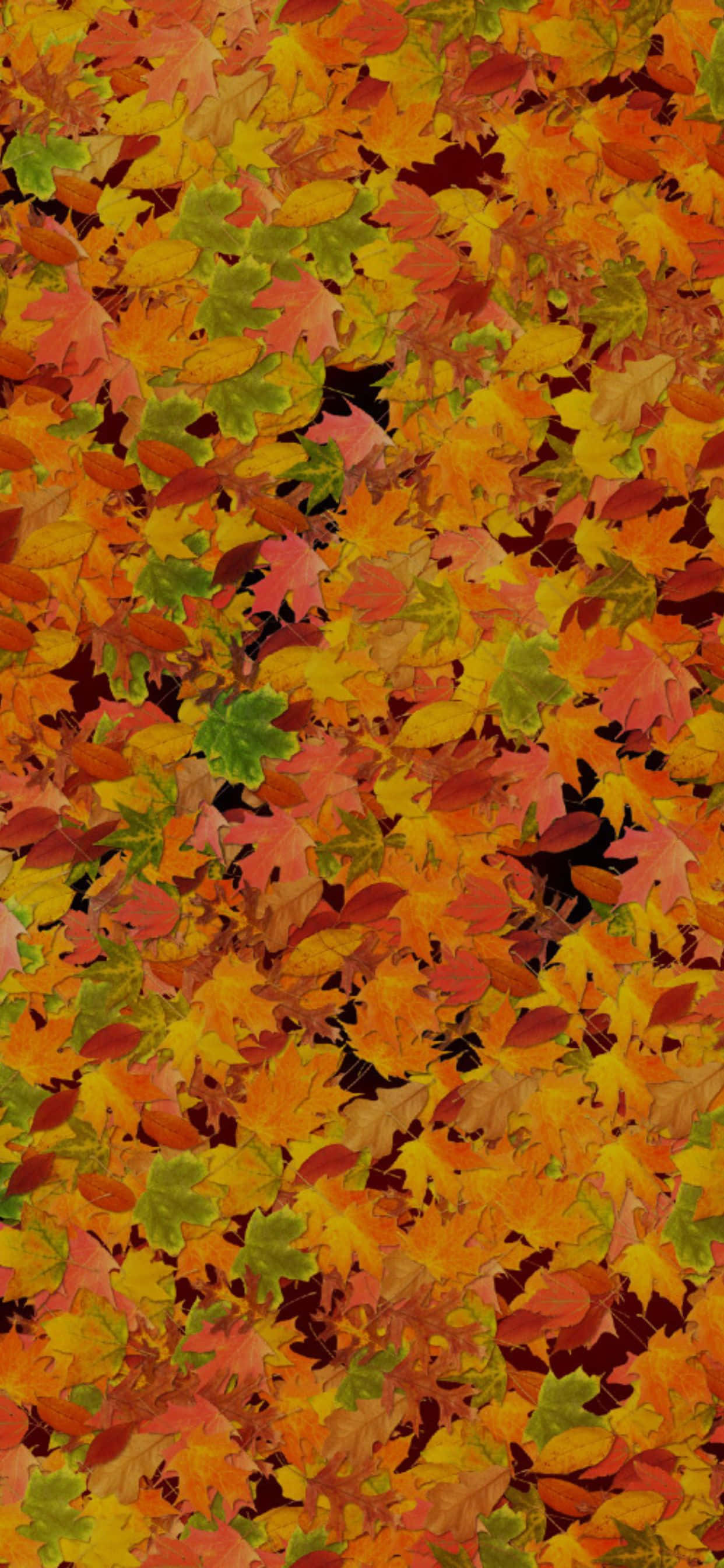 Hermosos colores otoñales pintan el iPhone XS Max Fondos de pantalla