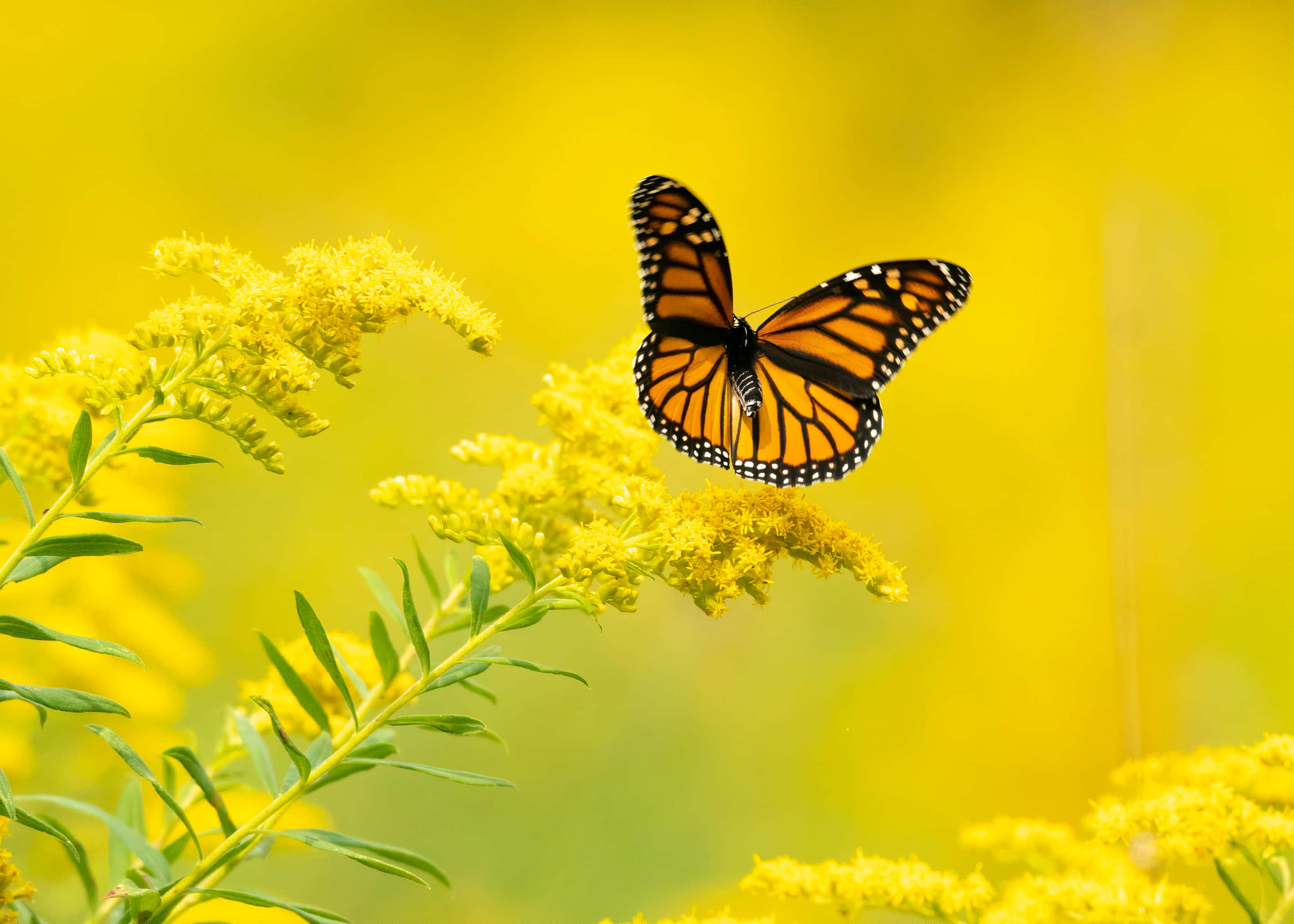 Hermosos colores y formas de una mariposa estética Fondos de pantalla