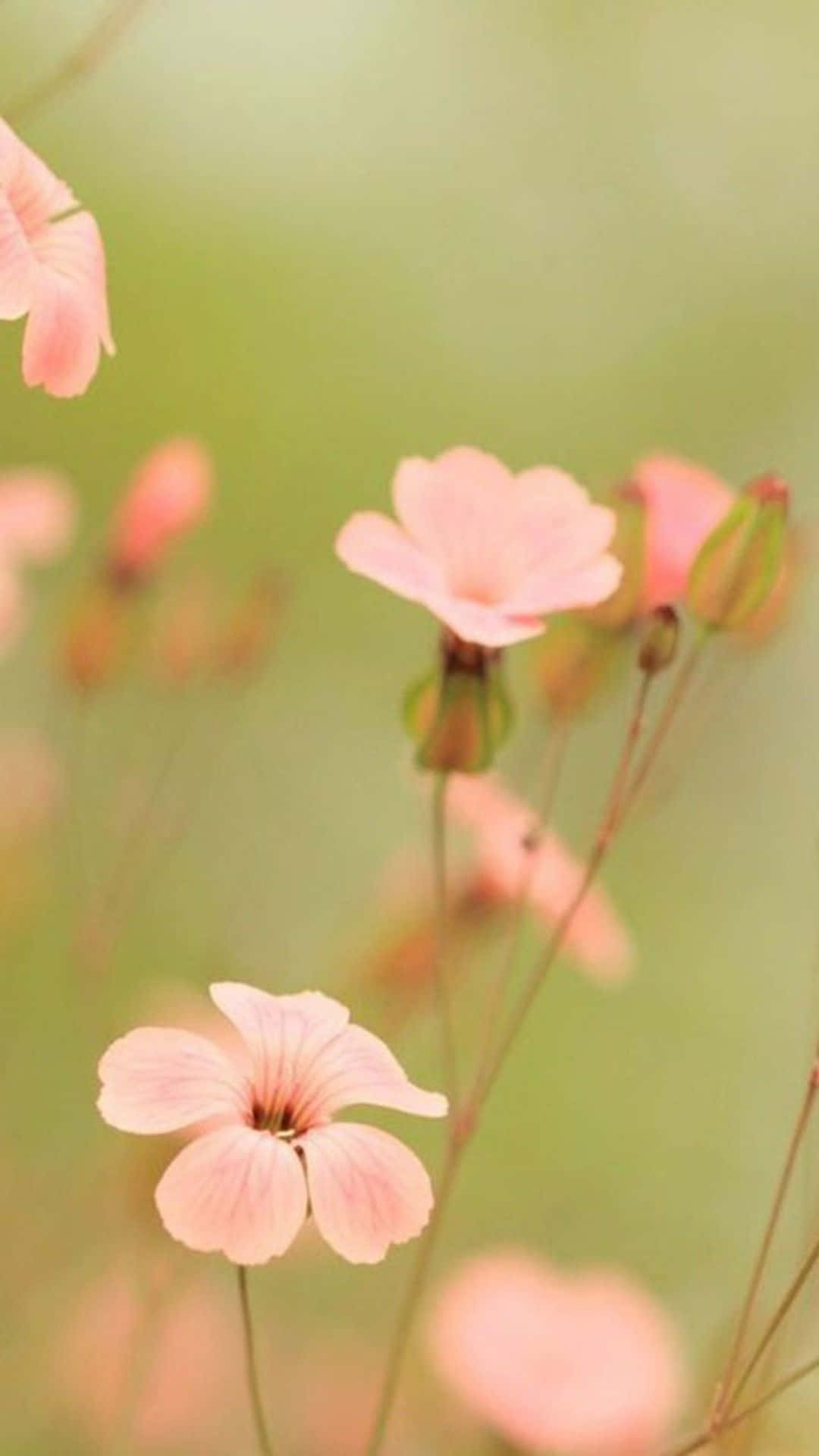 Hermosos fondos de pantalla de flores para personalizar tu iPhone Fondos de pantalla