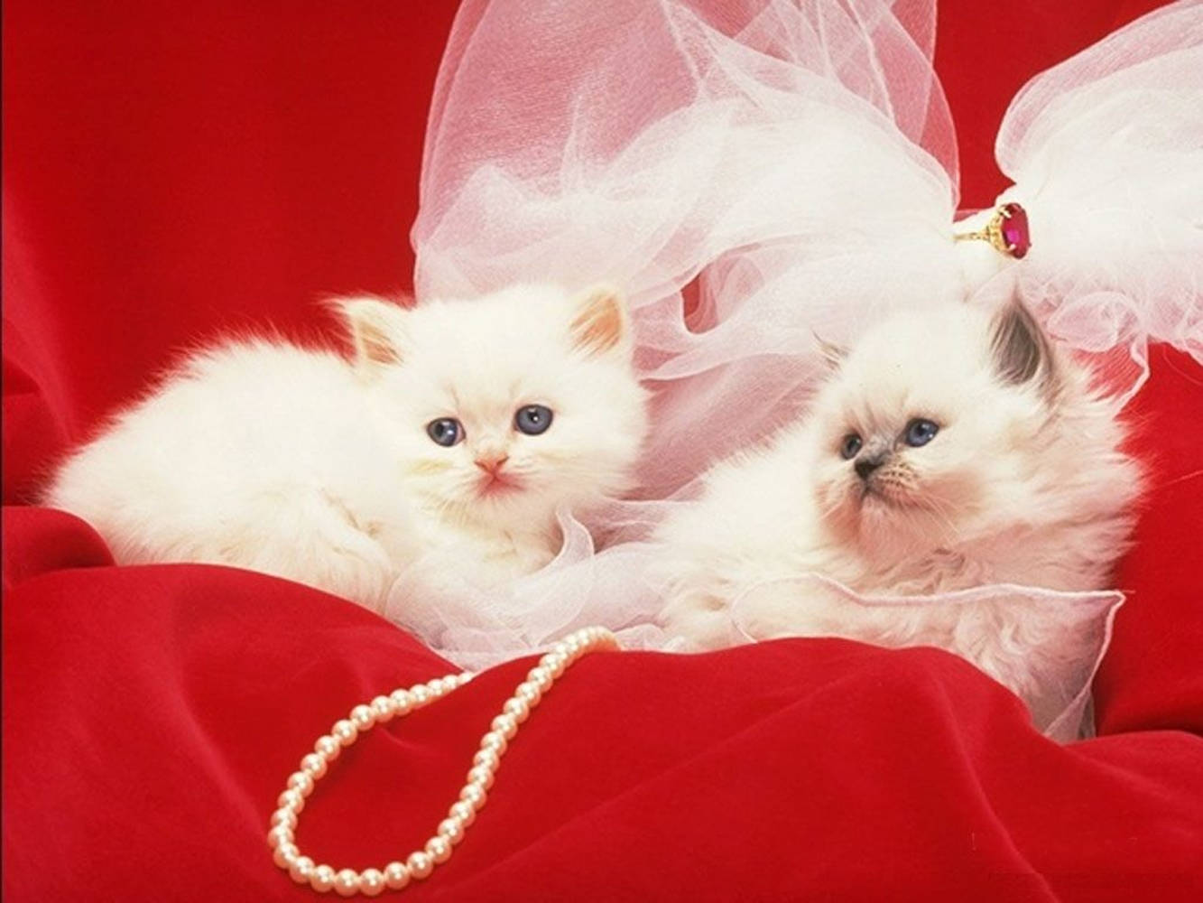 Hermosos gatos con collar de perlas blancas Fondos de pantalla
