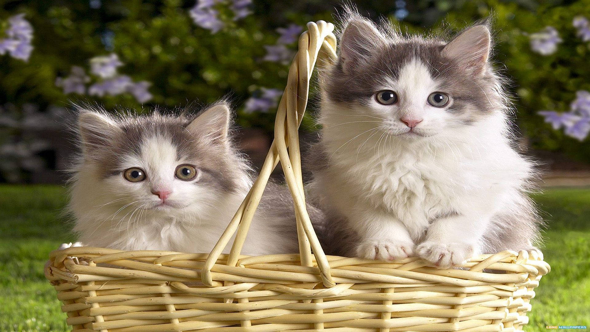 Hermosos gatos en canasta de frutas Fondos de pantalla