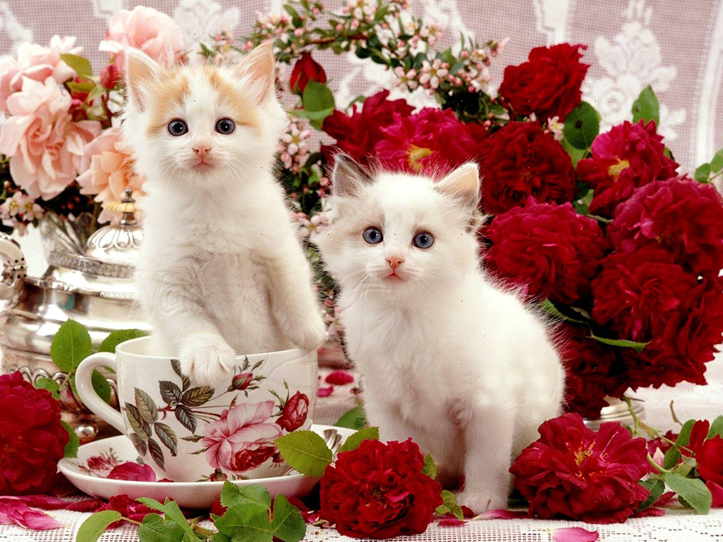 Hermosos gatos en mesa con flores Fondos de pantalla