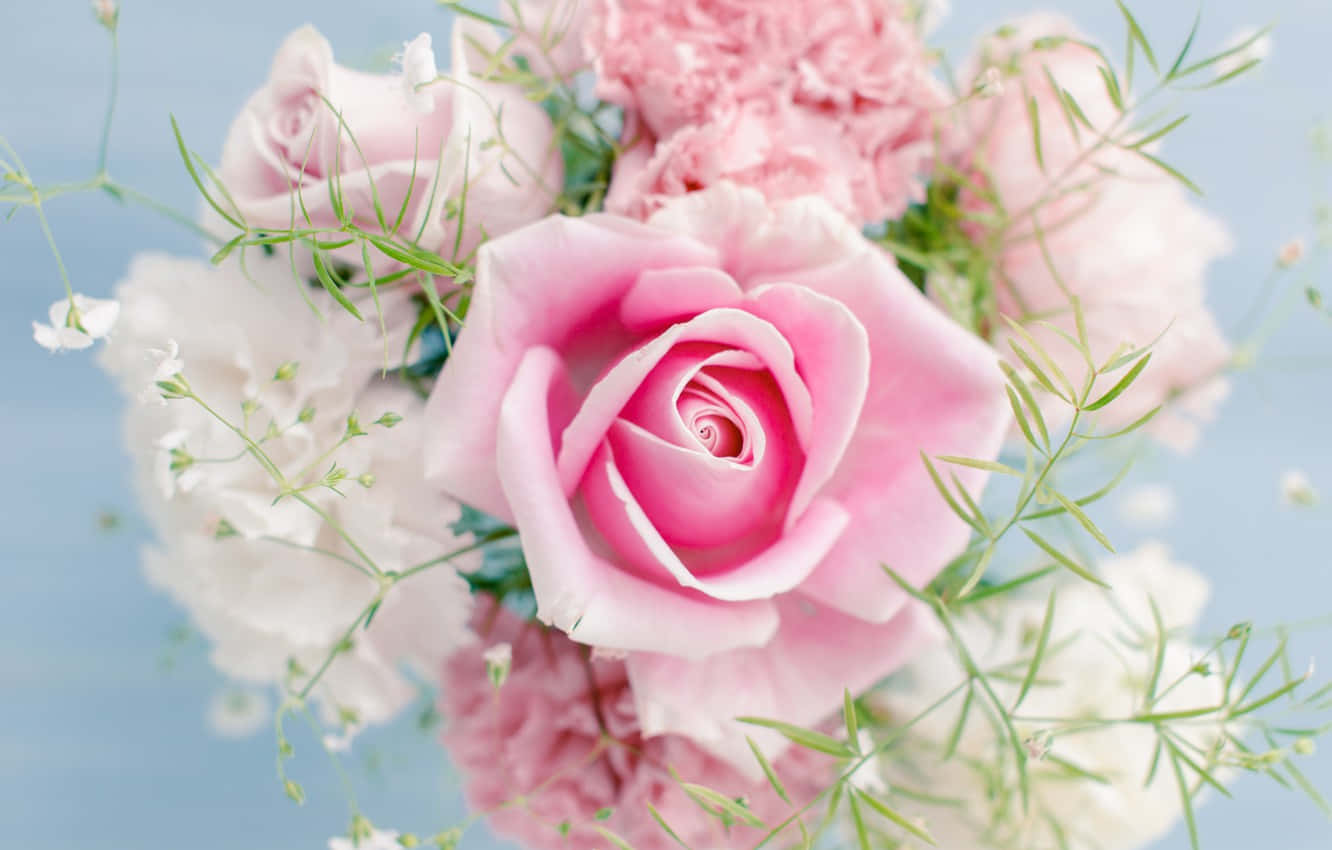 Hileras de Hermosas Rosas Rojas Fondos de pantalla