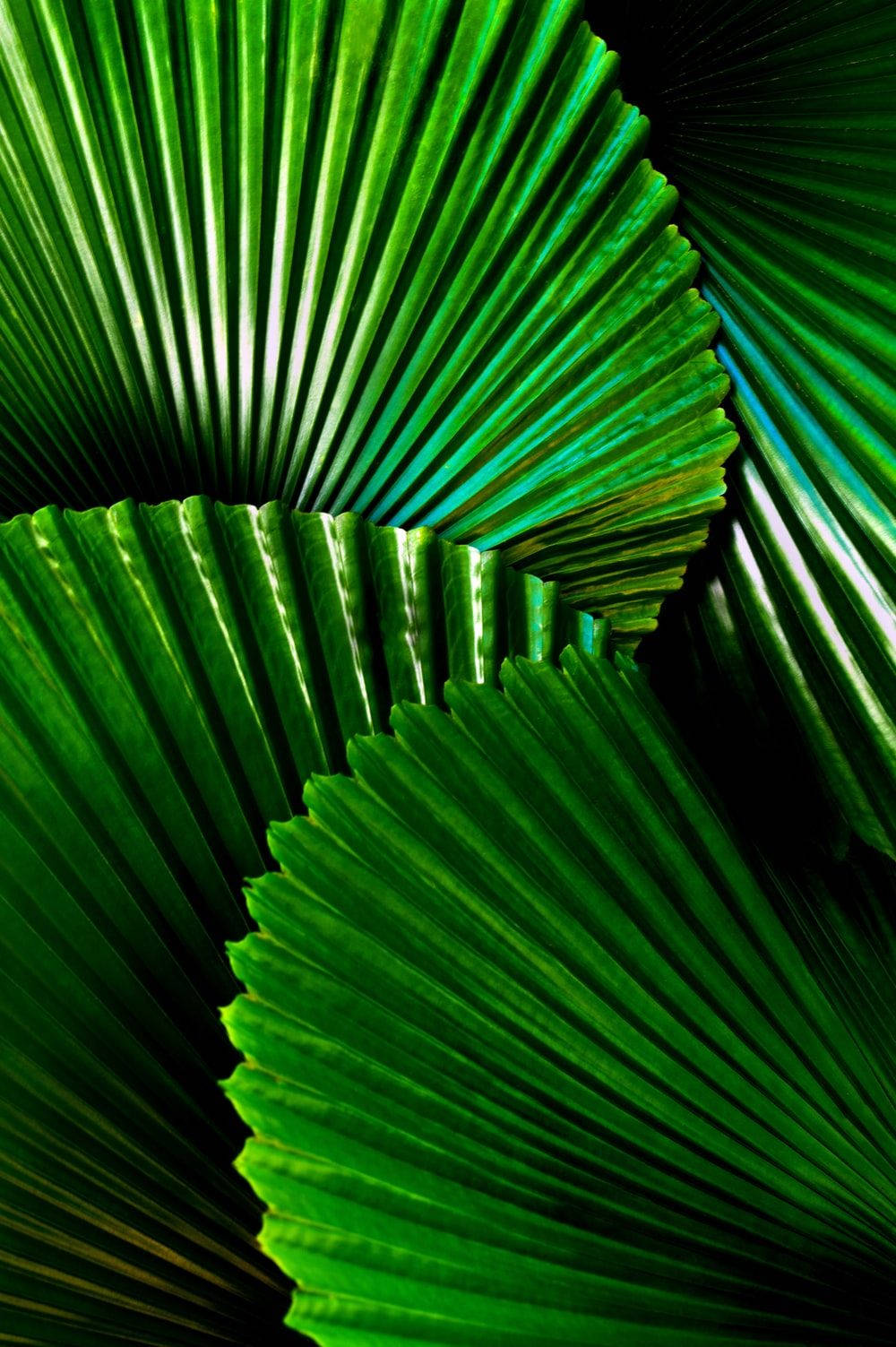 Hoja de Abanico iPad Mini Fondos de pantalla