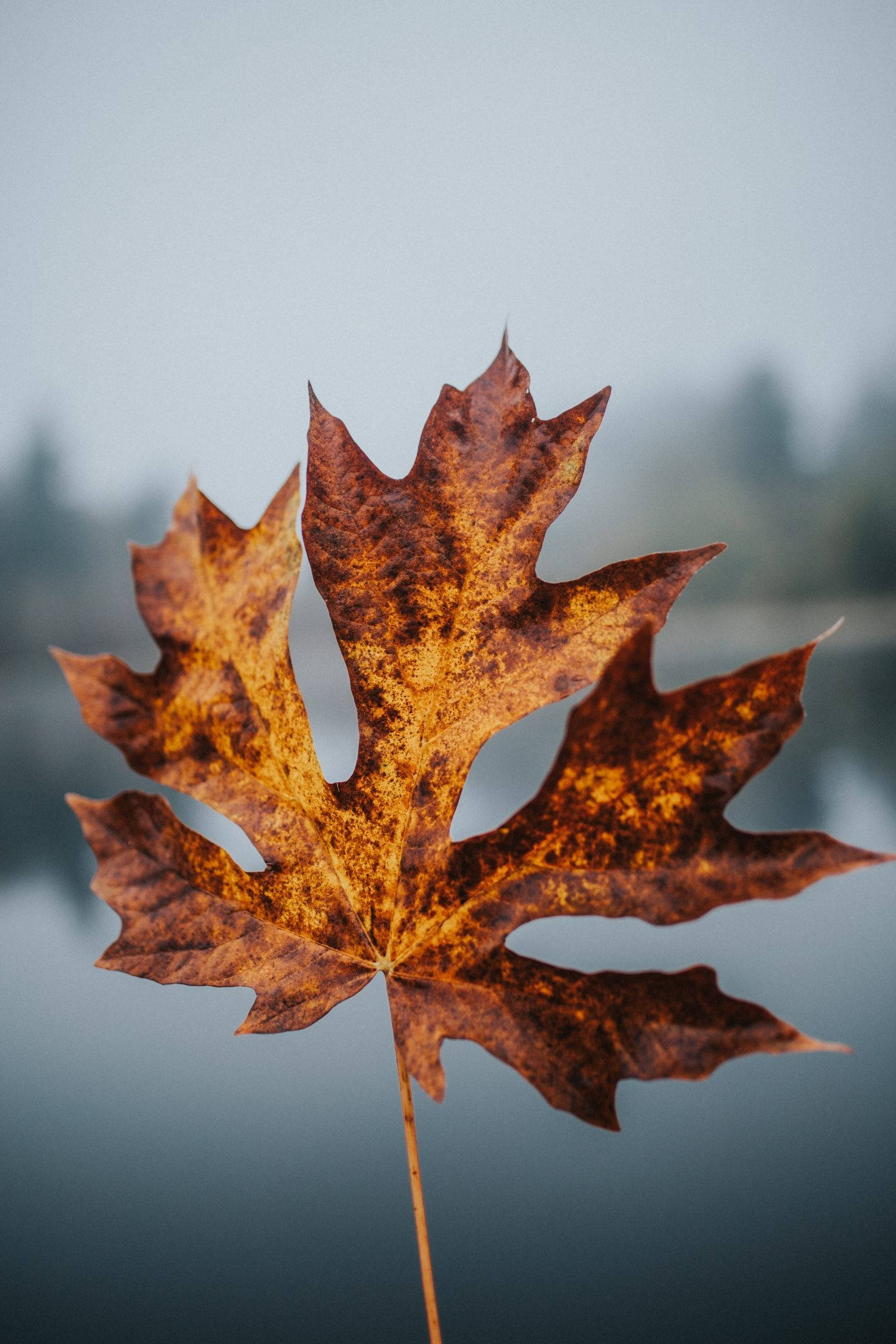 Hoja Marrón de Otoño con Tallo para Teléfono Fondos de pantalla