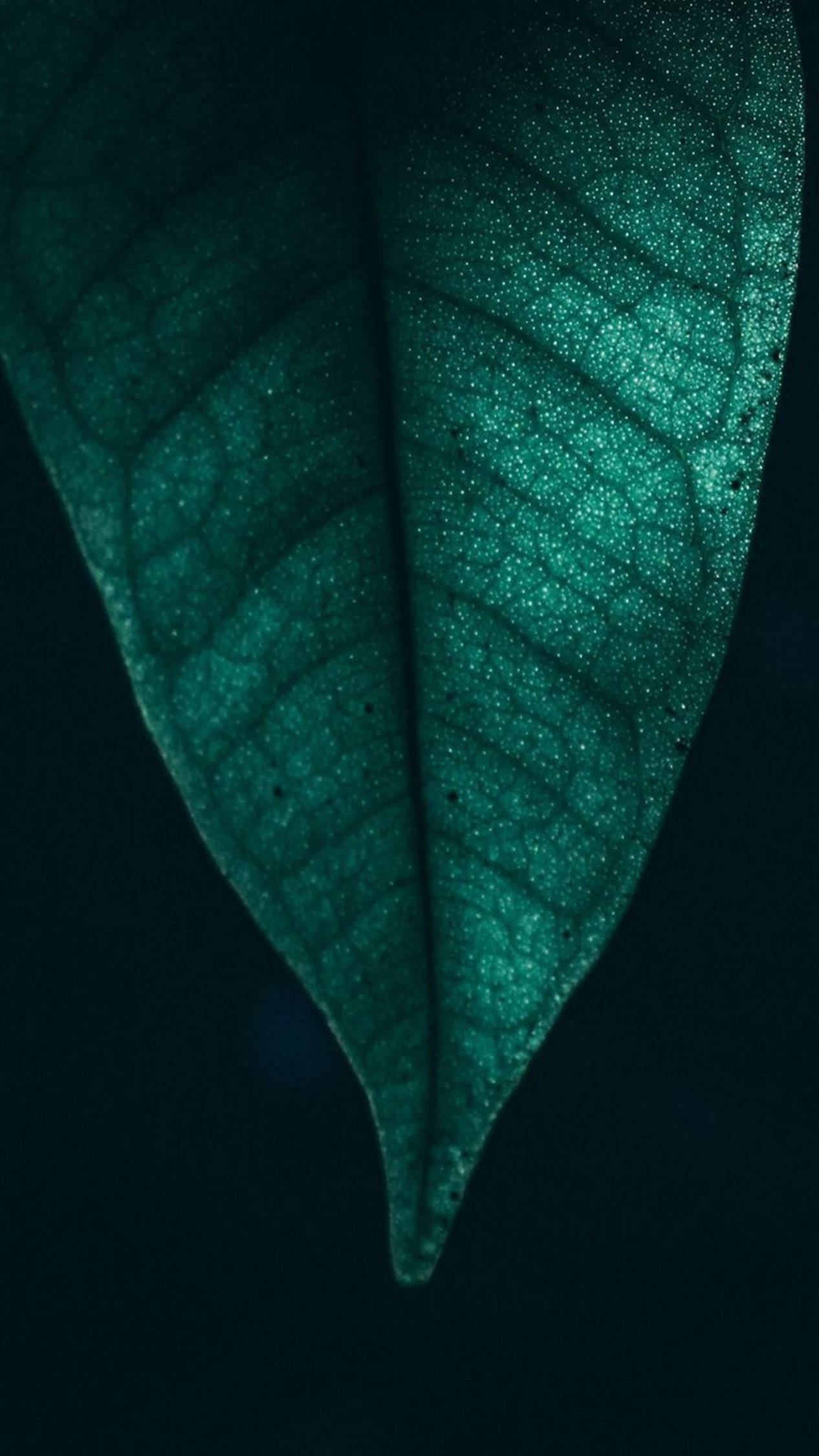 Hoja Micro 4K Android Fondos de pantalla