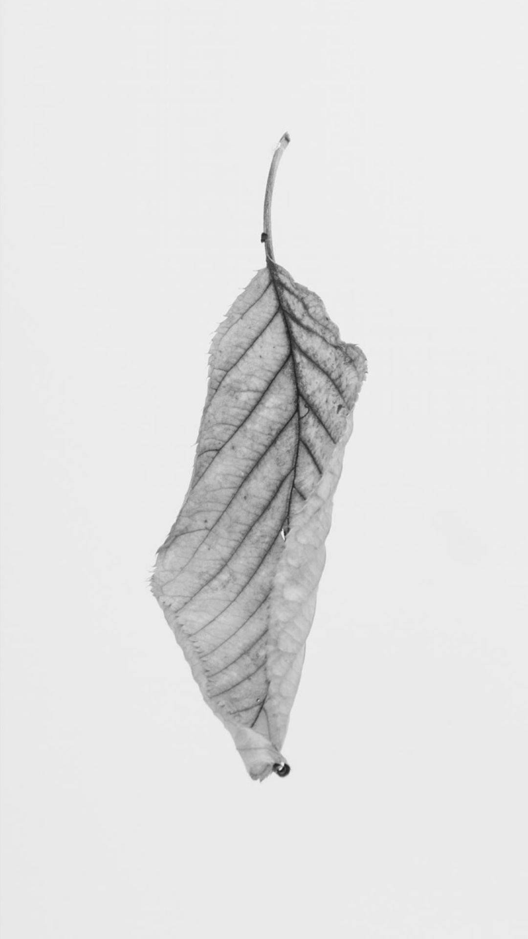 Hoja Minimalista en Blanco y Negro Fondos de pantalla