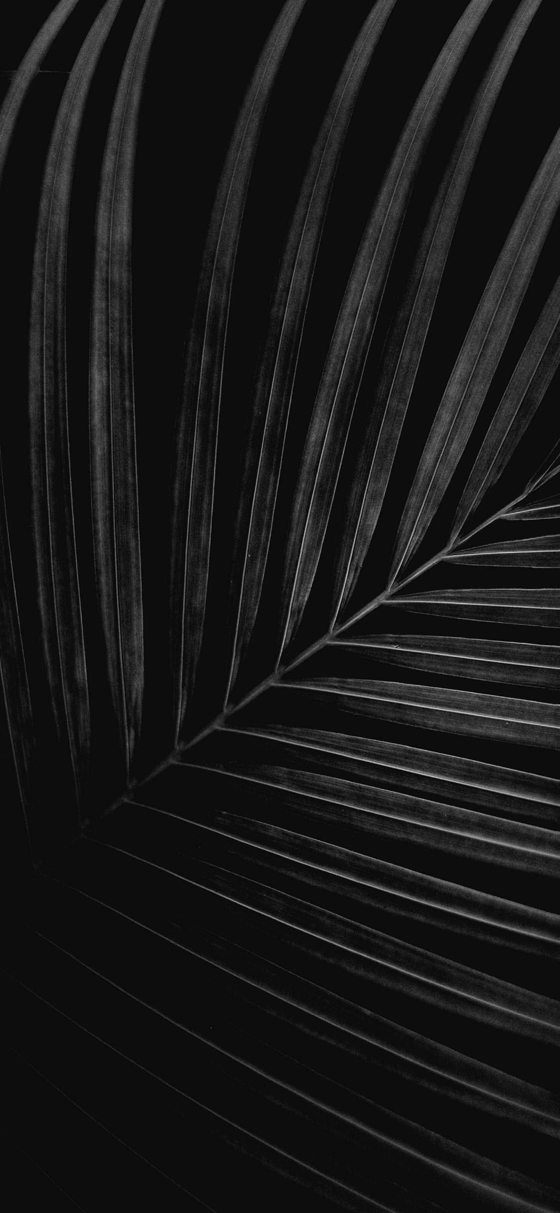 Hojas Blanco y Negro Originales para iPhone X Fondos de pantalla