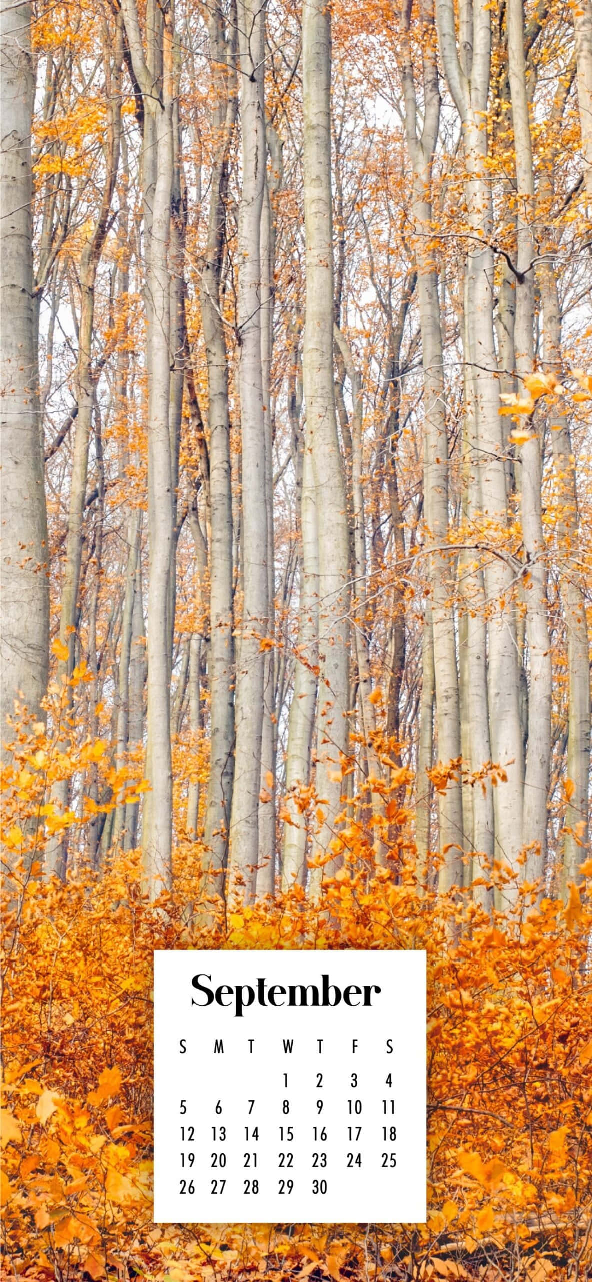 Hojas brillantes de otoño y día soleado y nítido Fondos de pantalla