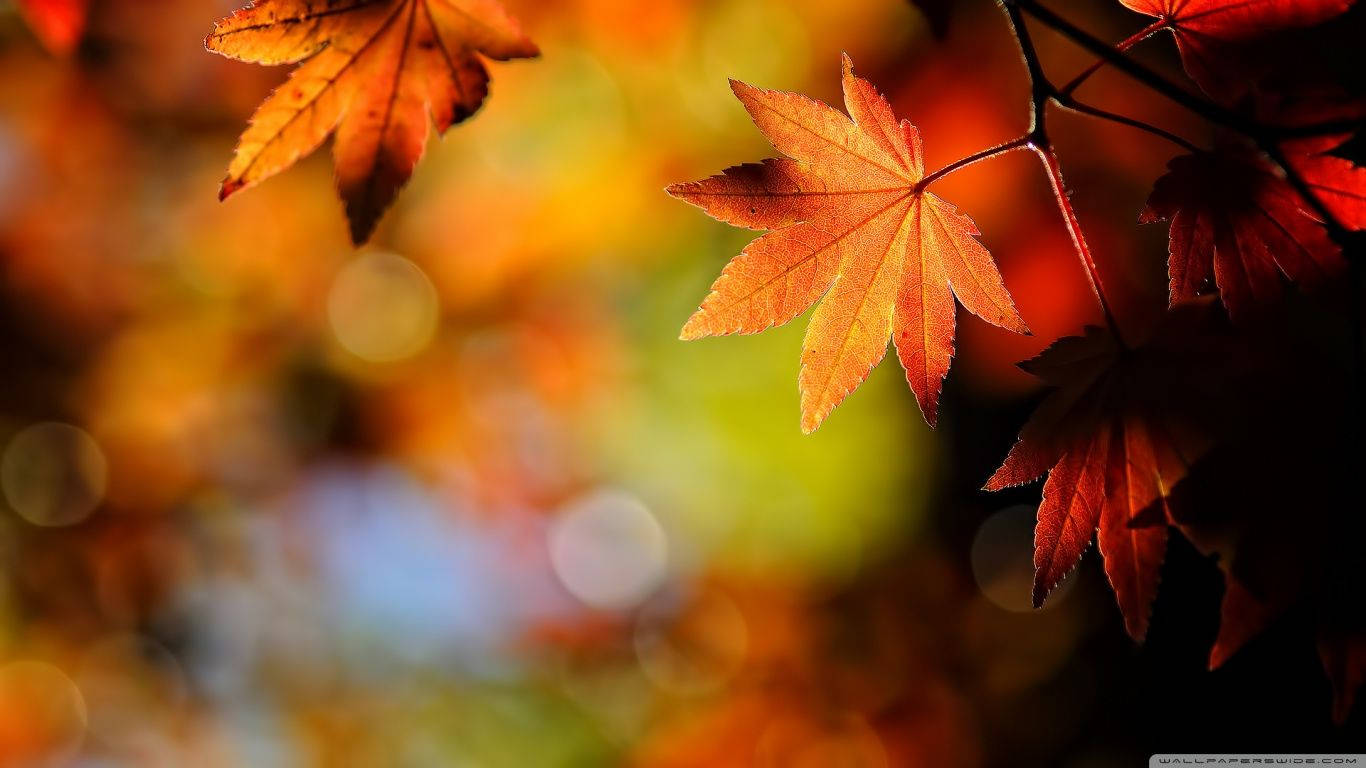Hojas coloridas de arce azucarero en otoño Fondos de pantalla