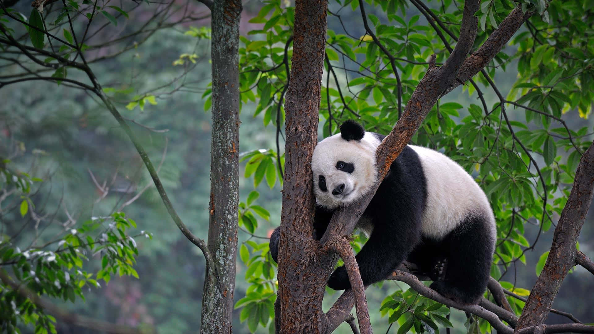 Hojas de árbol y panda gigante Fondos de pantalla