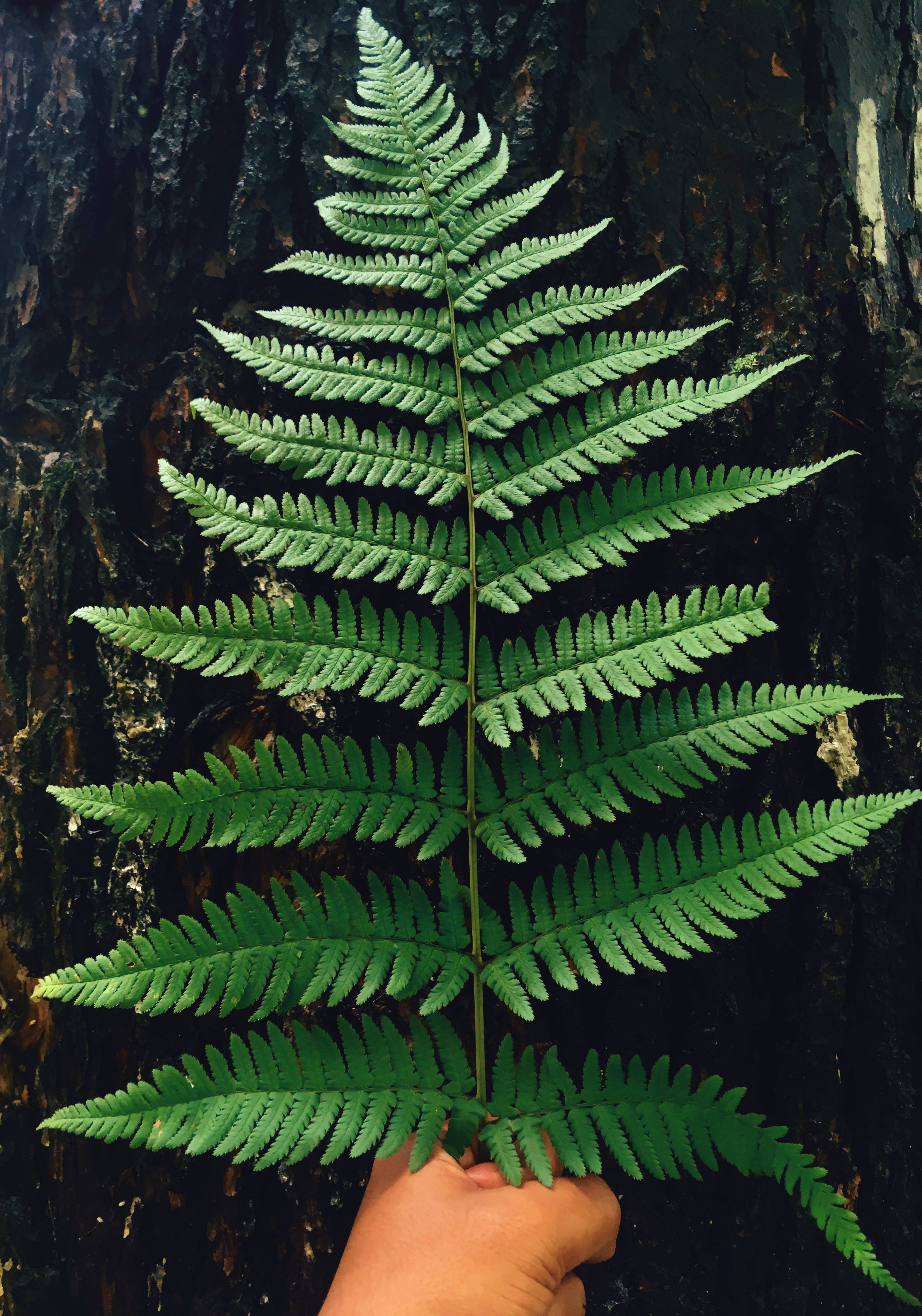 Hojas de helecho verde brillantemente iluminadas Fondos de pantalla