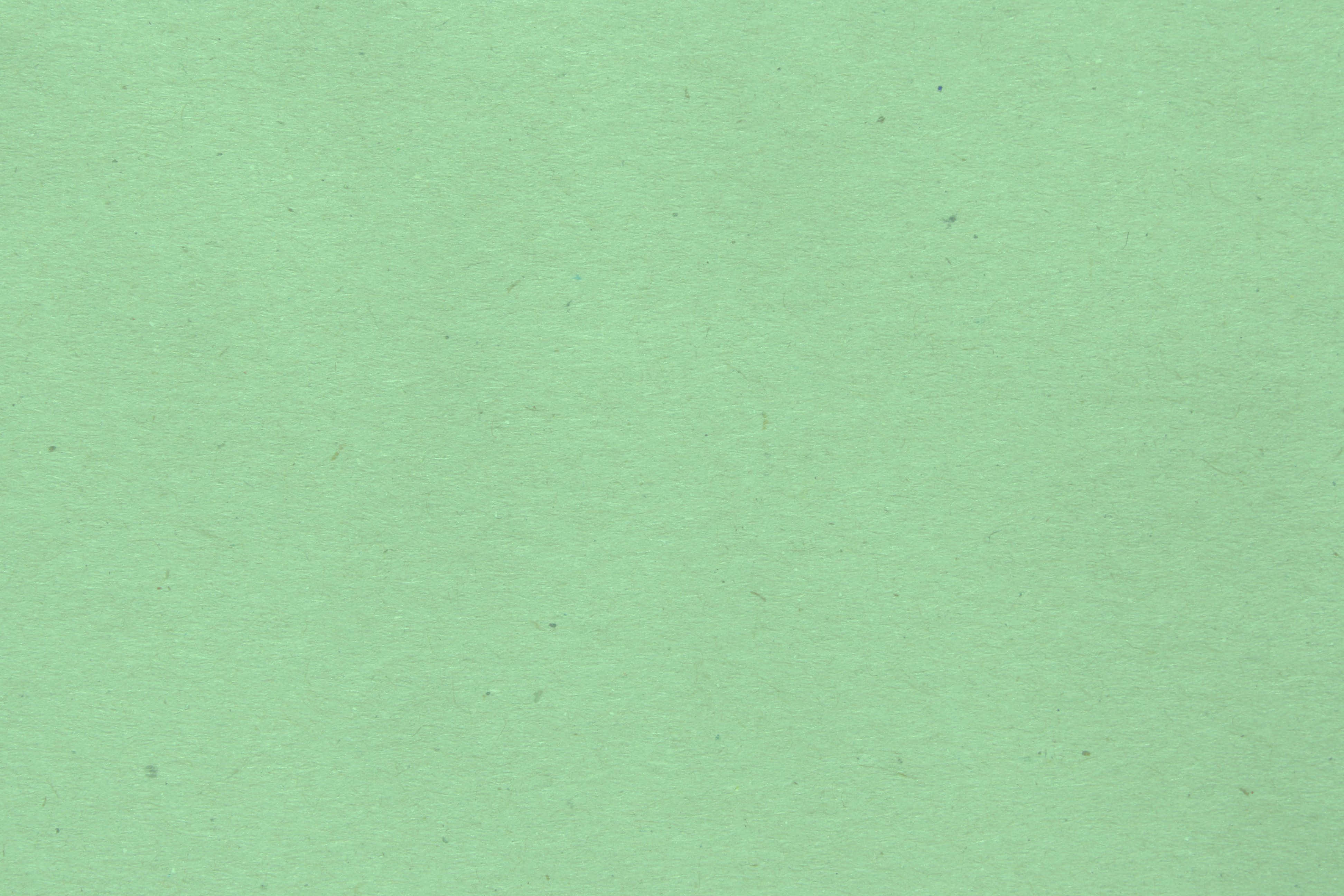 Hojas de menta recién cortadas Fondos de pantalla