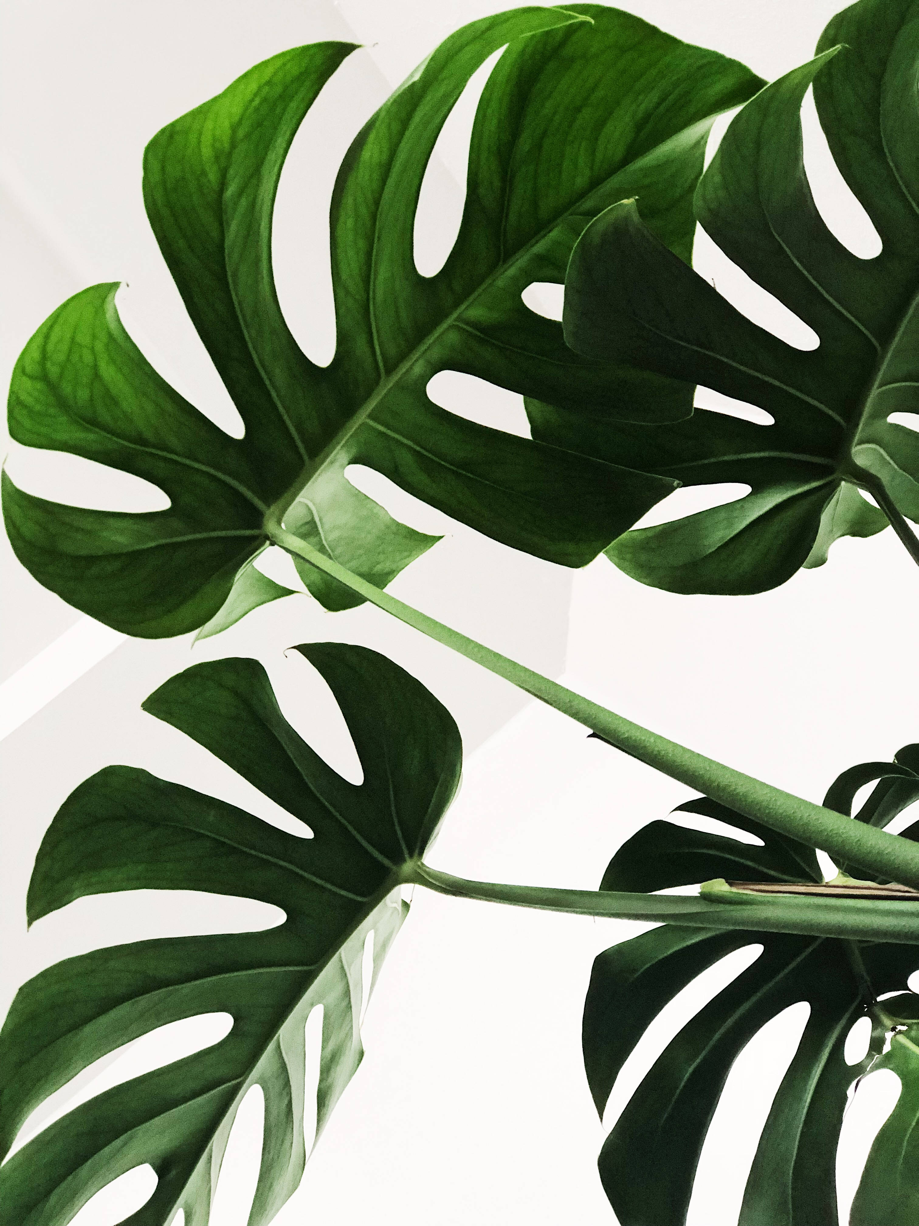 Hojas de Monstera minimalistas Fondos de pantalla
