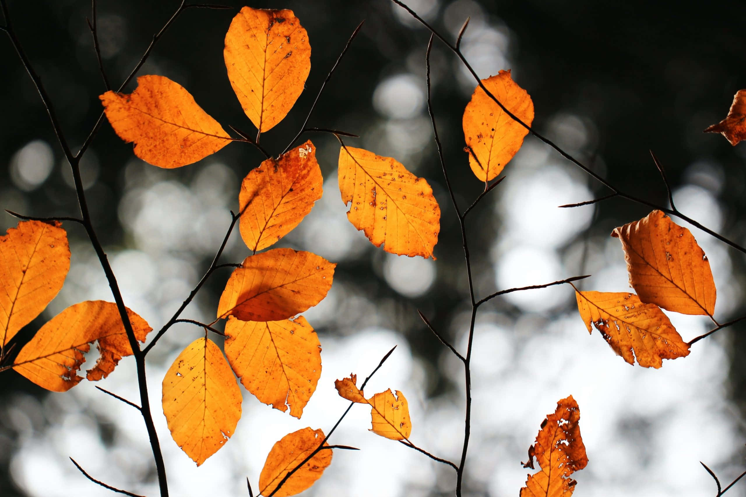 Hojas de otoño creando una hermosa estética Fondos de pantalla