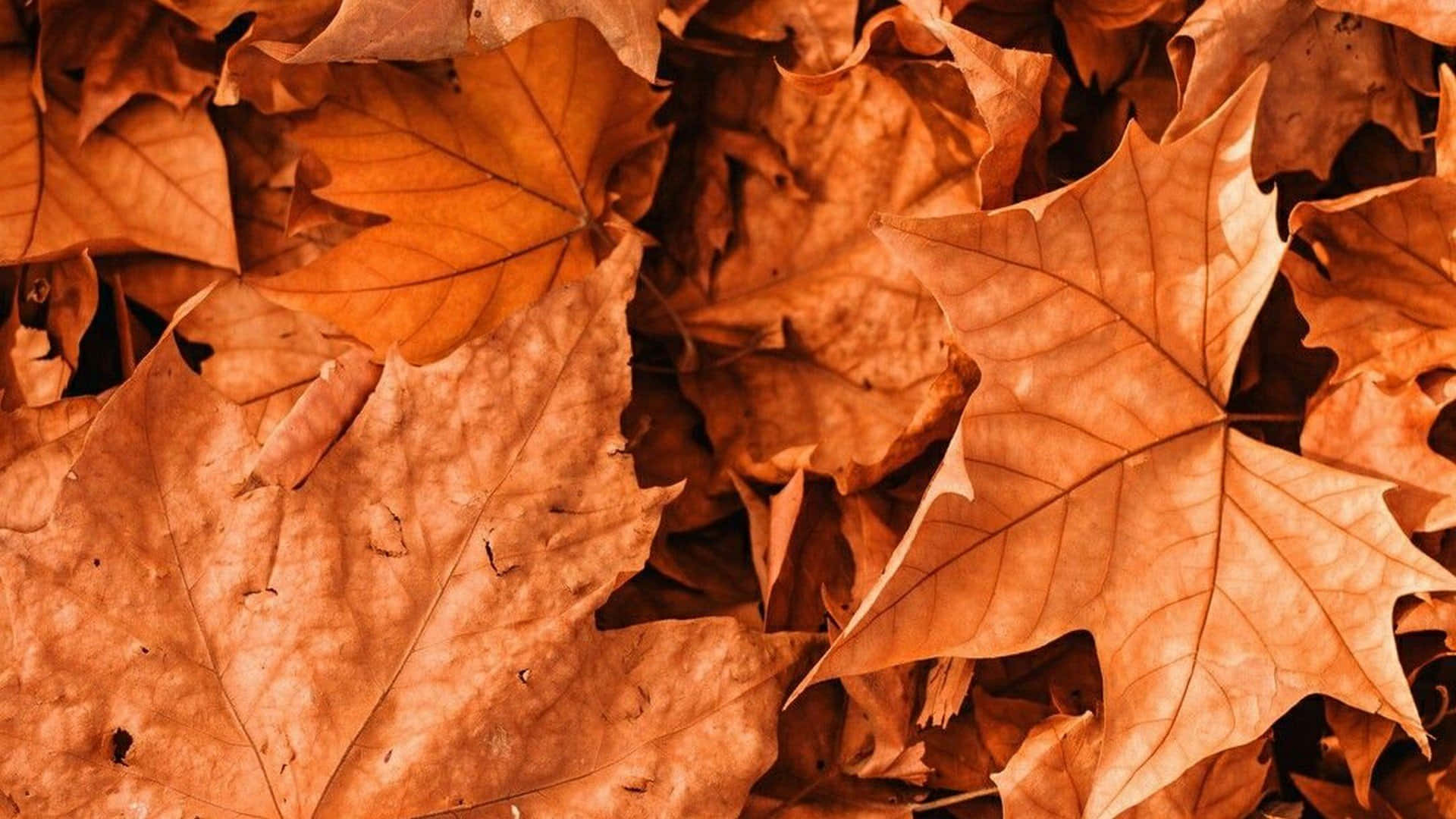 hojas de otoño en el suelo Fondos de pantalla