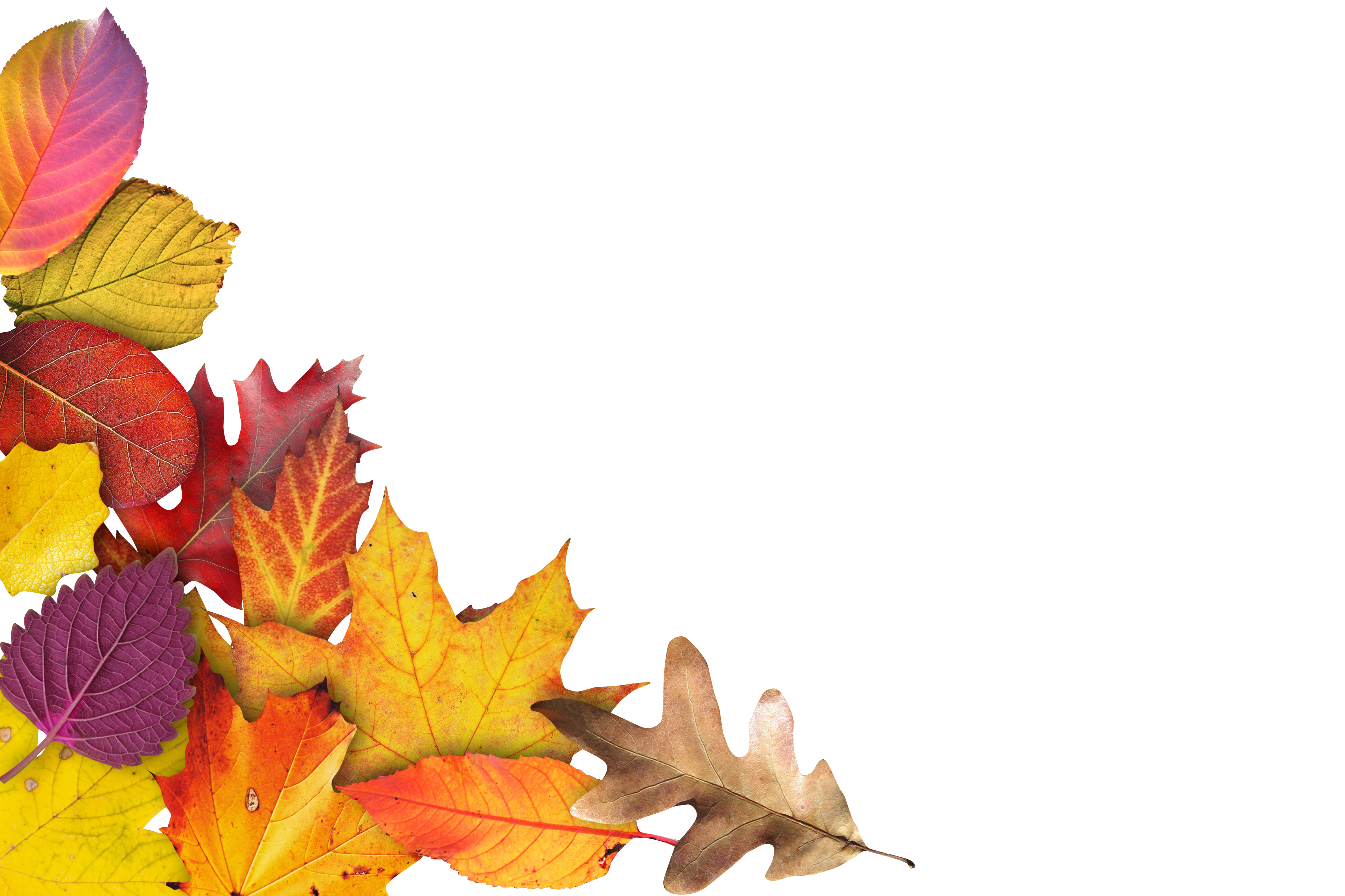 Hojas de Otoño Fondo Negro.JPG Fondos de pantalla