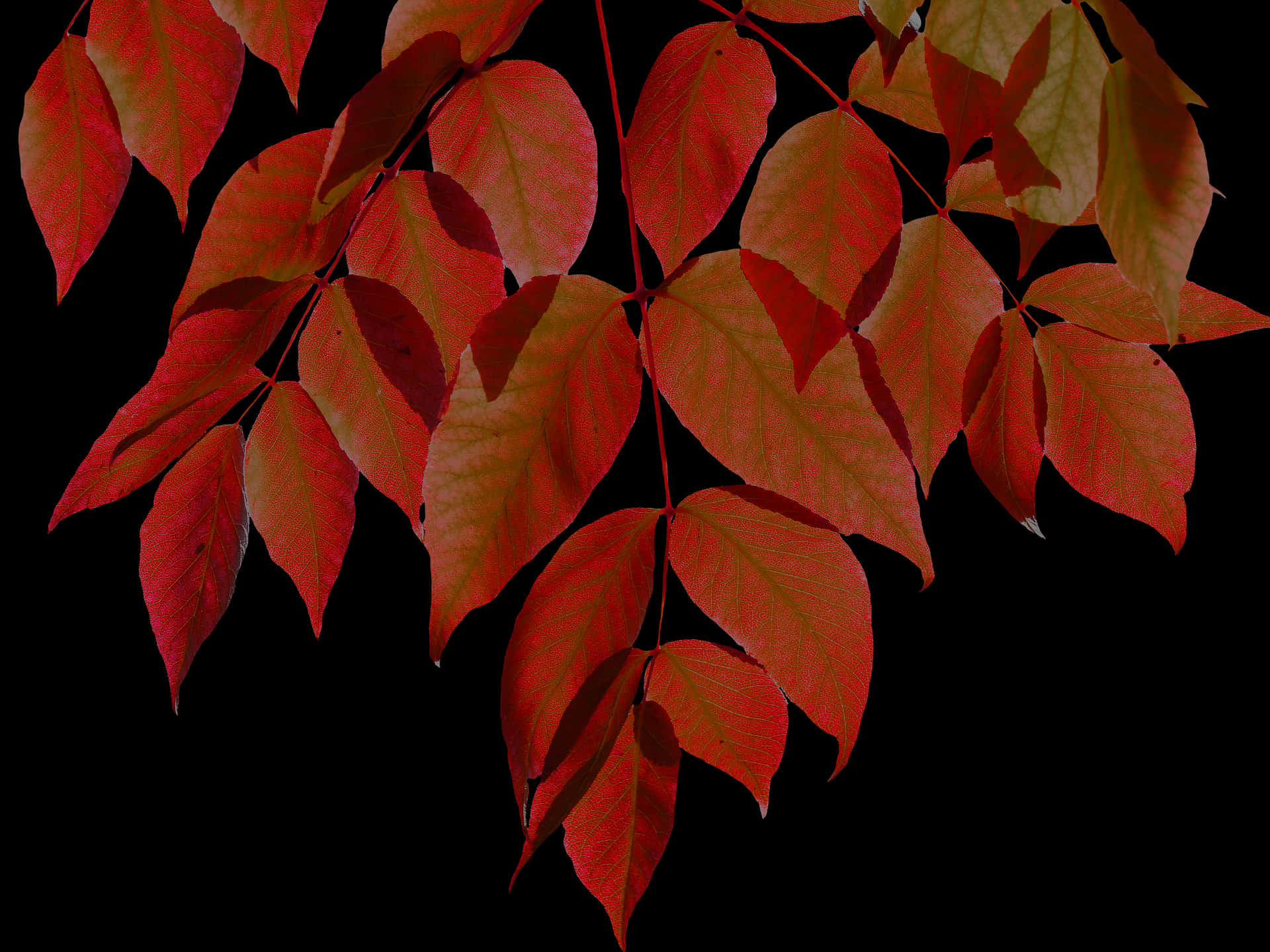 Hojas de otoño vibrantes con fondo negro.JPG Fondos de pantalla